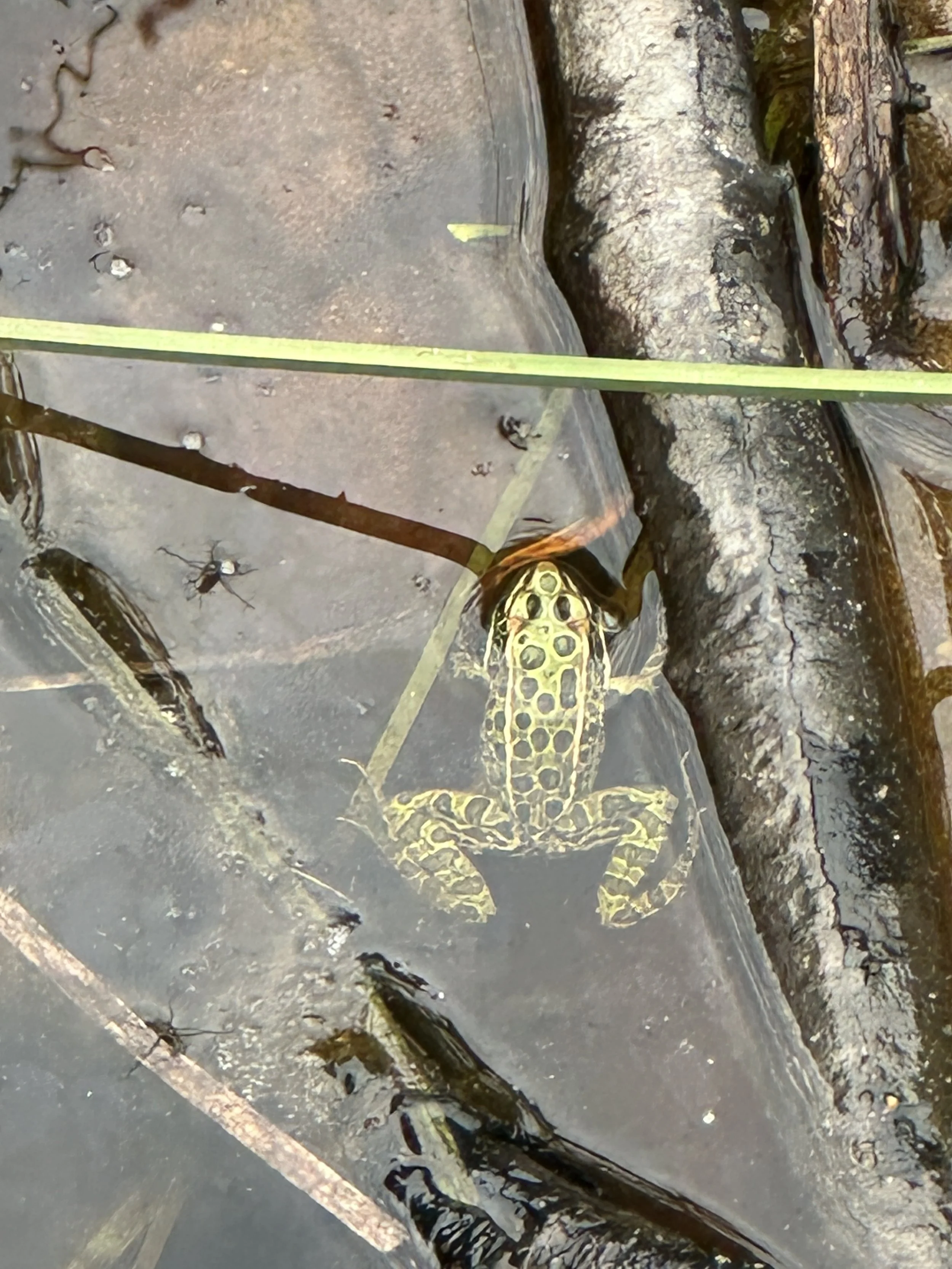 Pretty frogs!