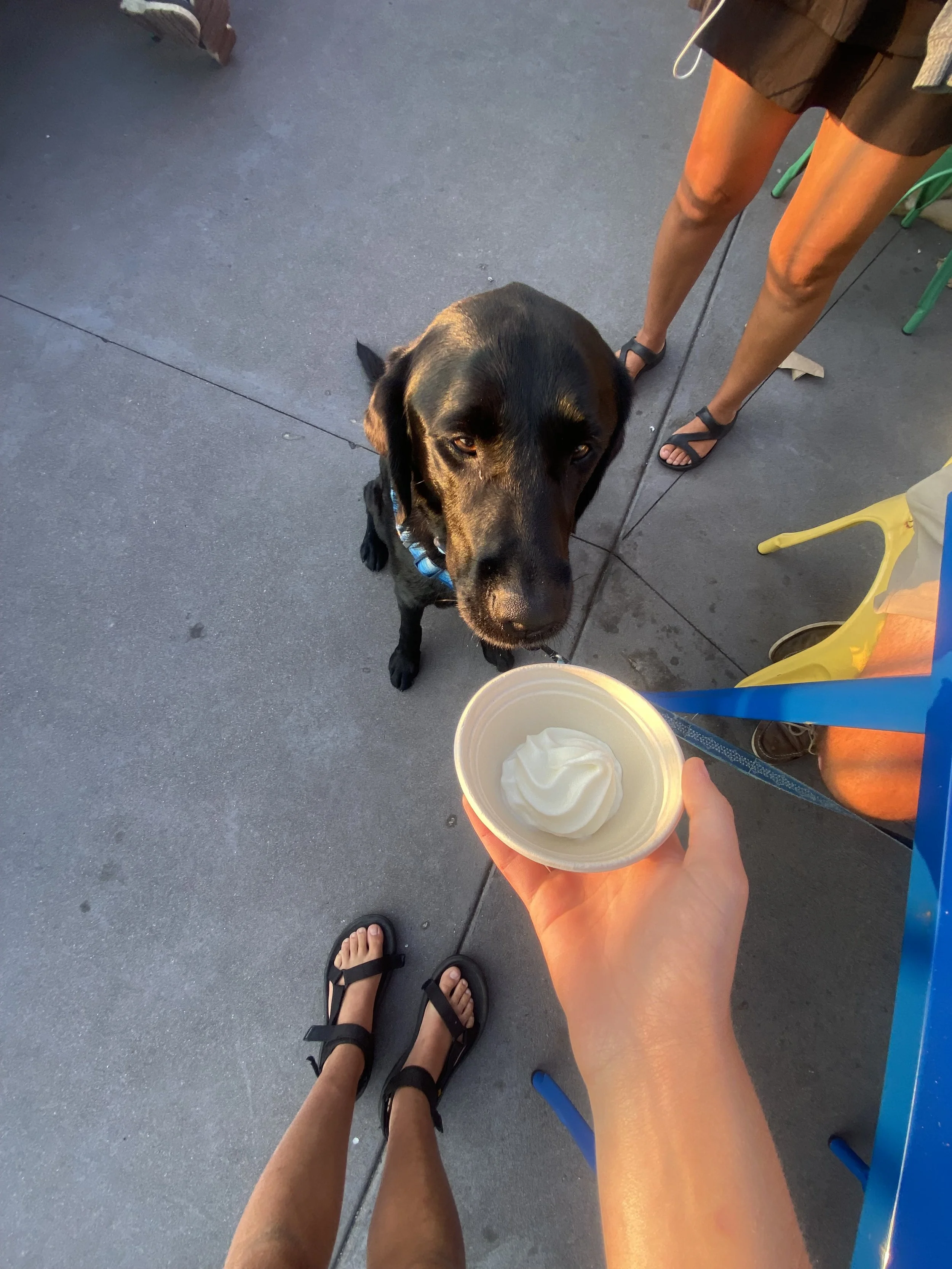 Kona getting a treat