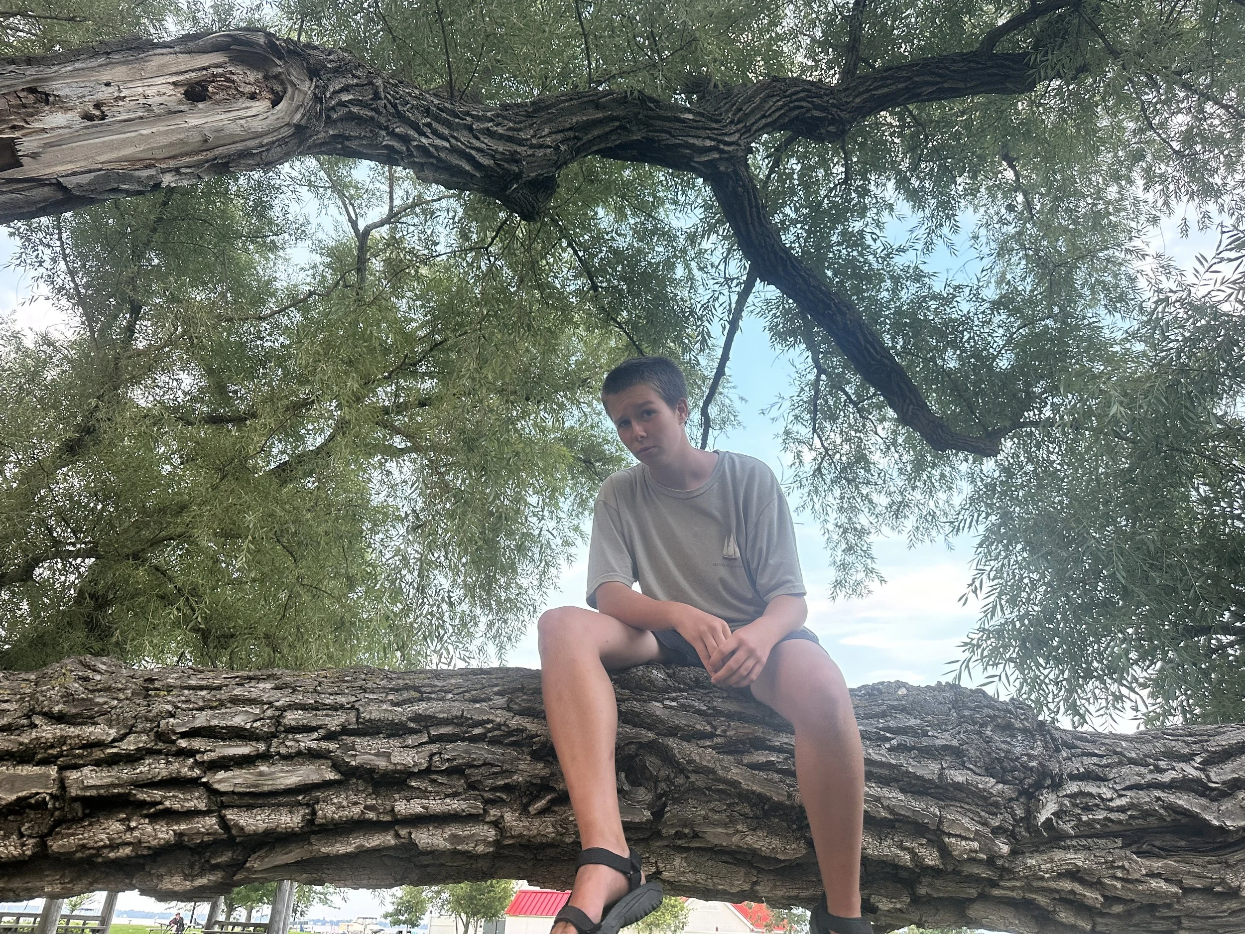 Tree fun