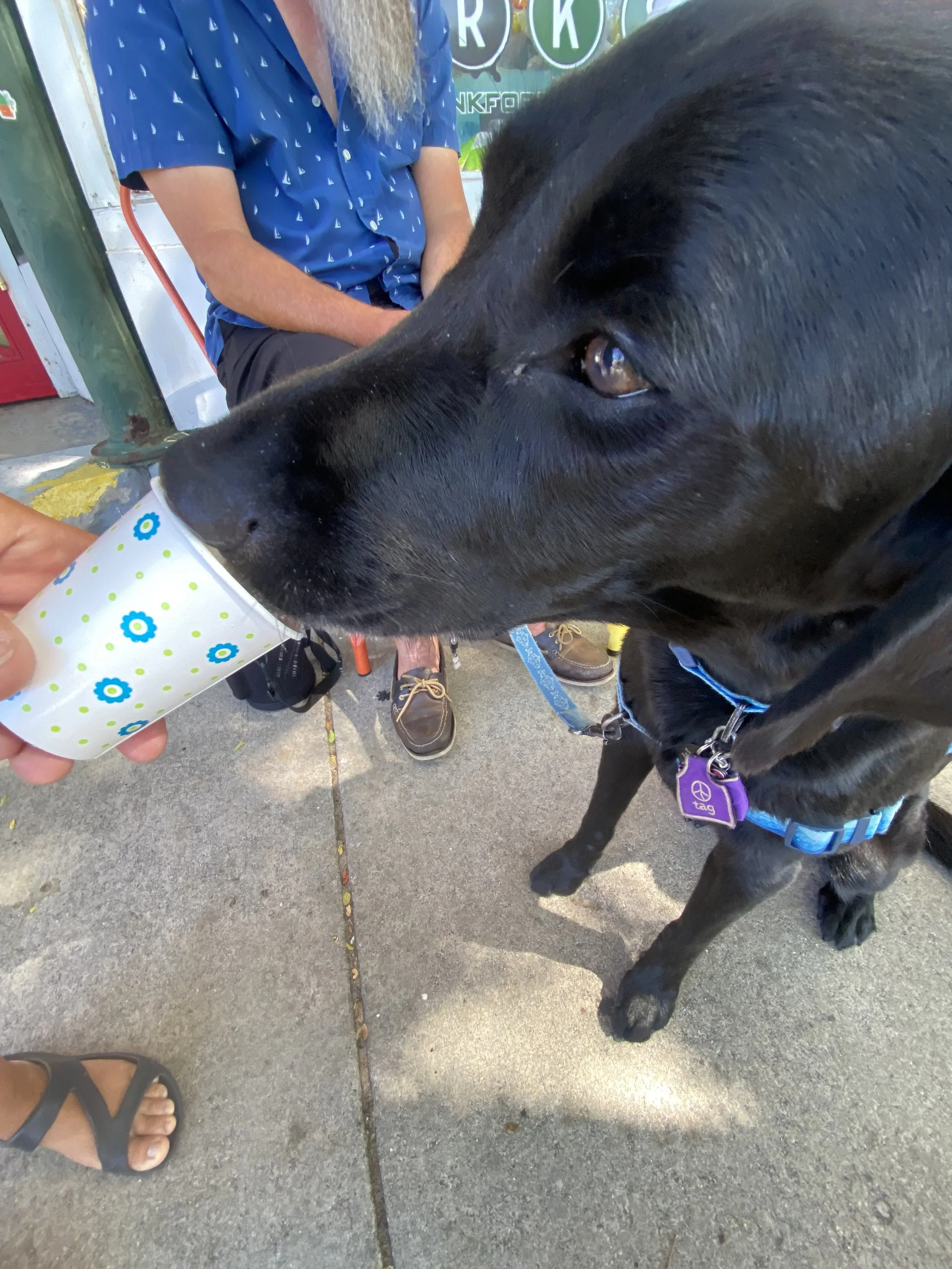Kona gets her pup cup