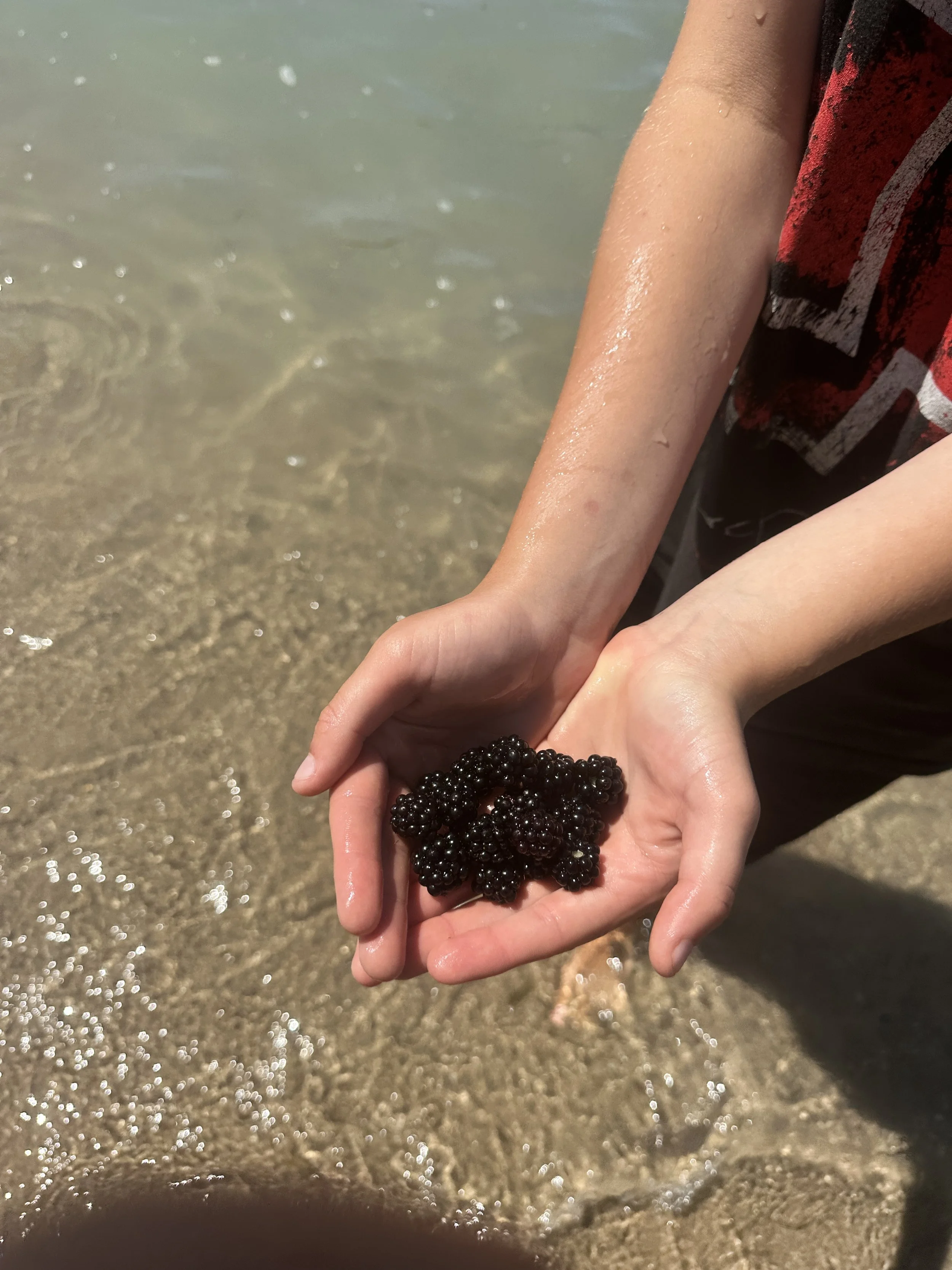 Fresh blackberries on the dunes