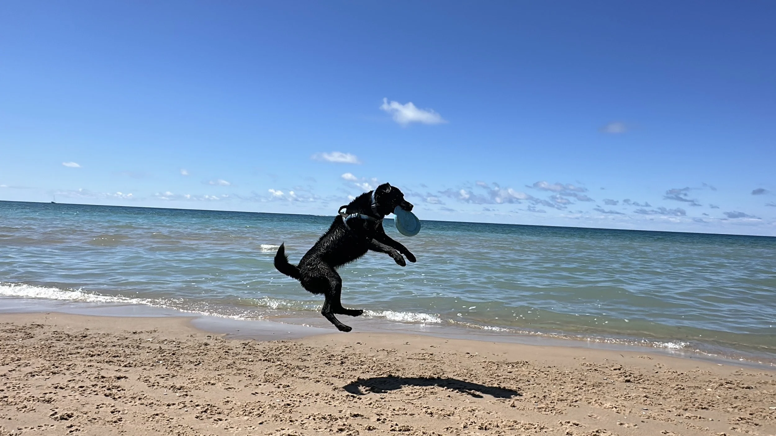 Frisbee time!