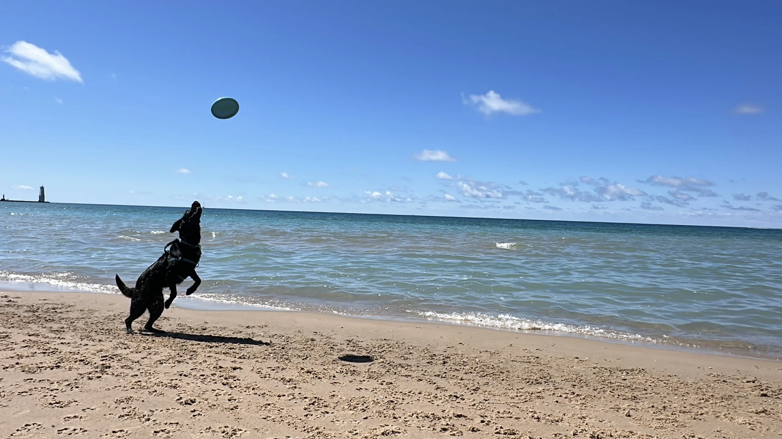 Frisbee time!