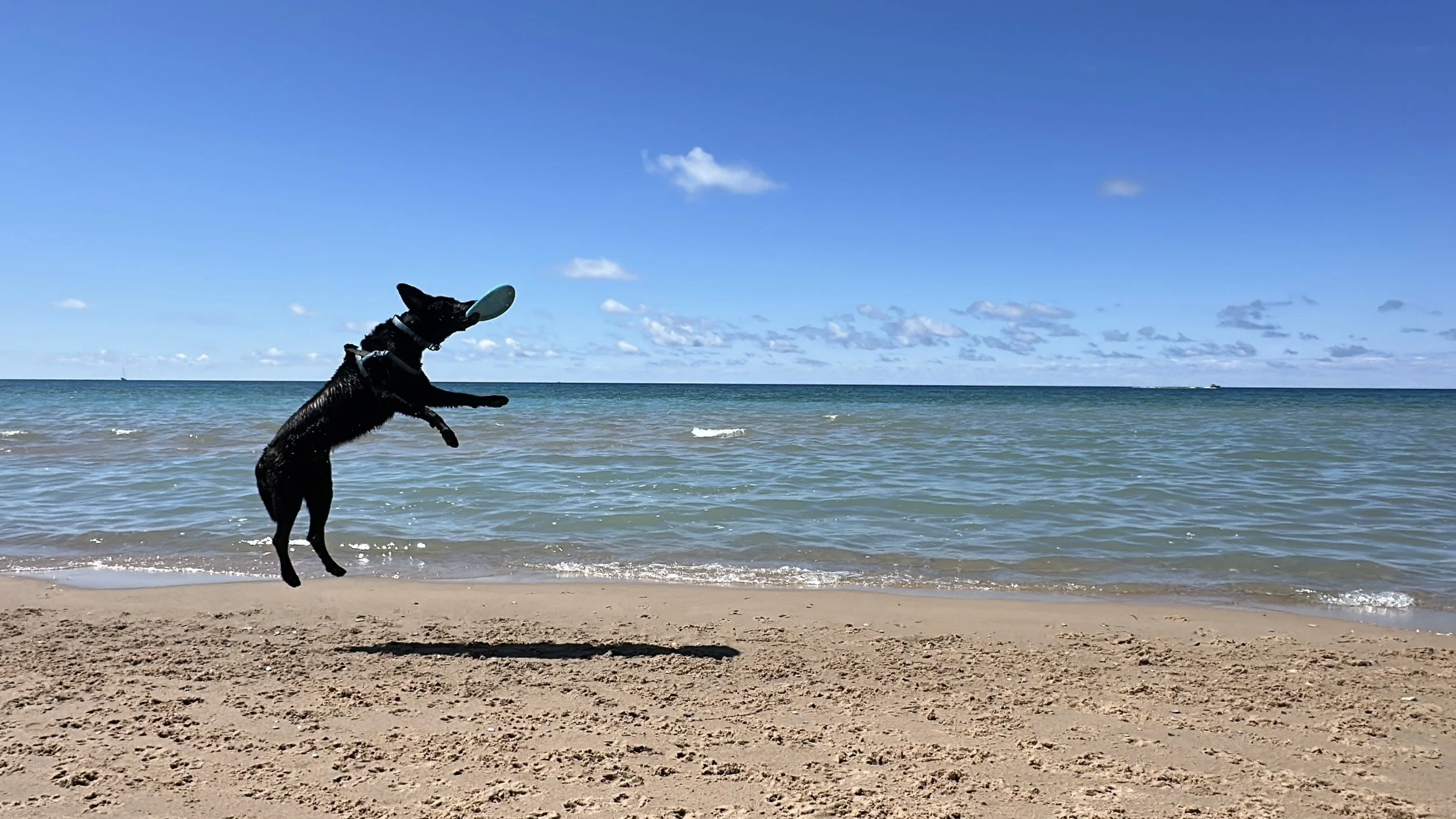 Frisbee time!