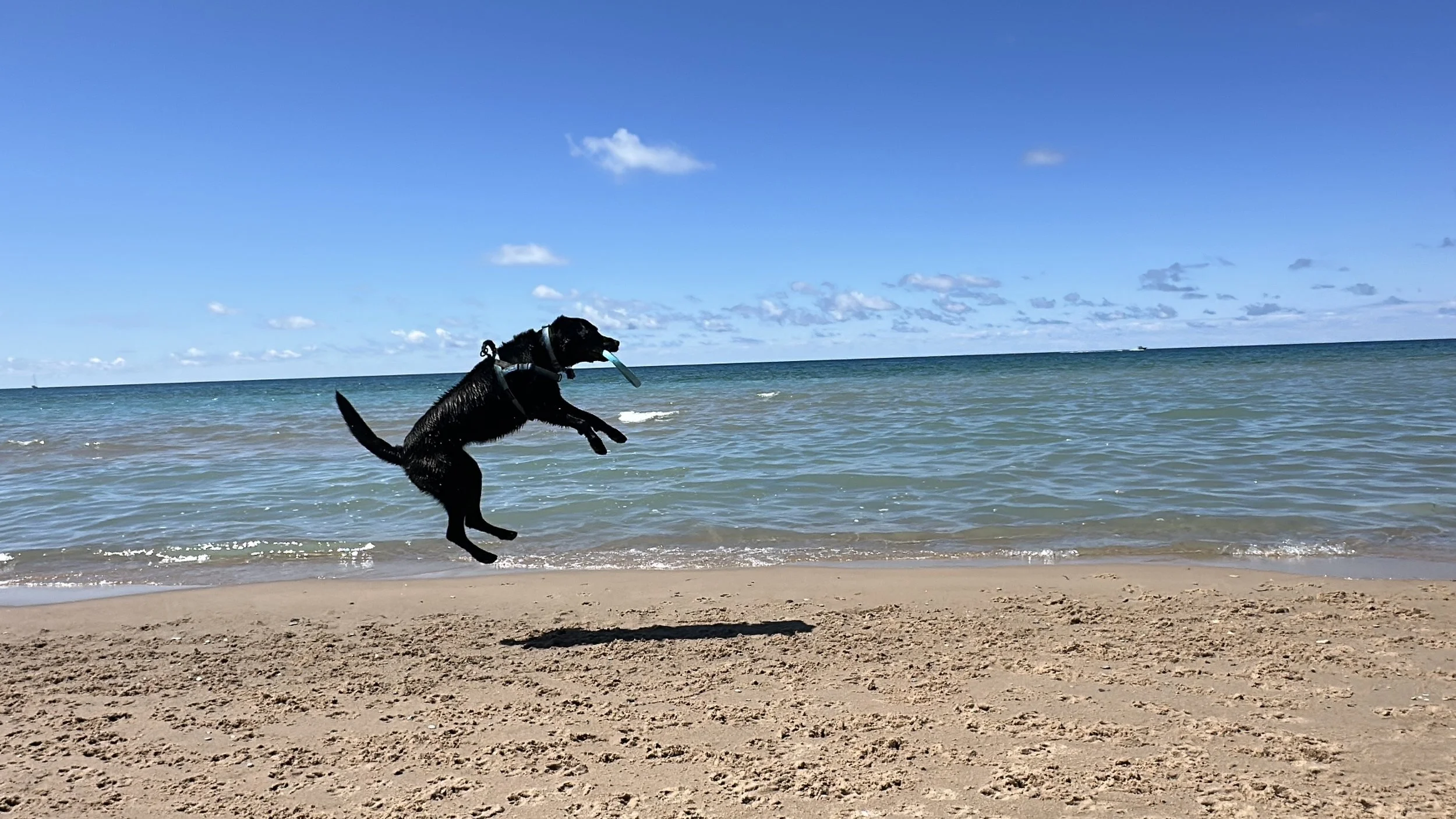 Frisbee time!