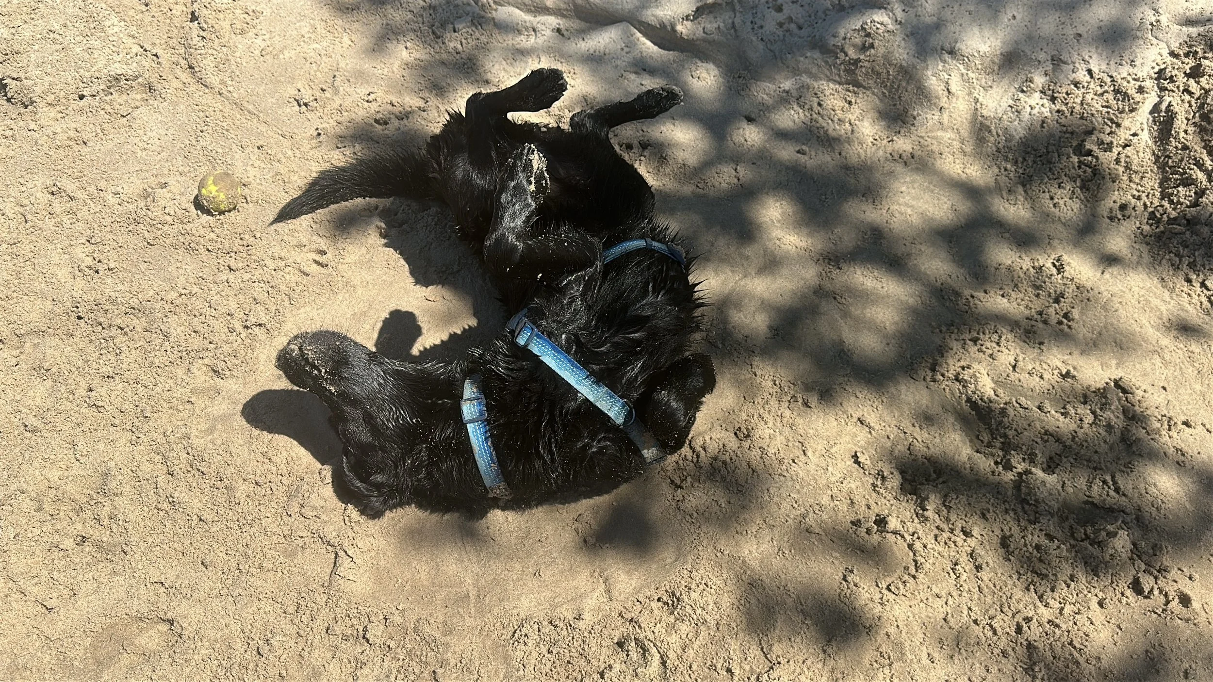Kona loves a good roll in the sand