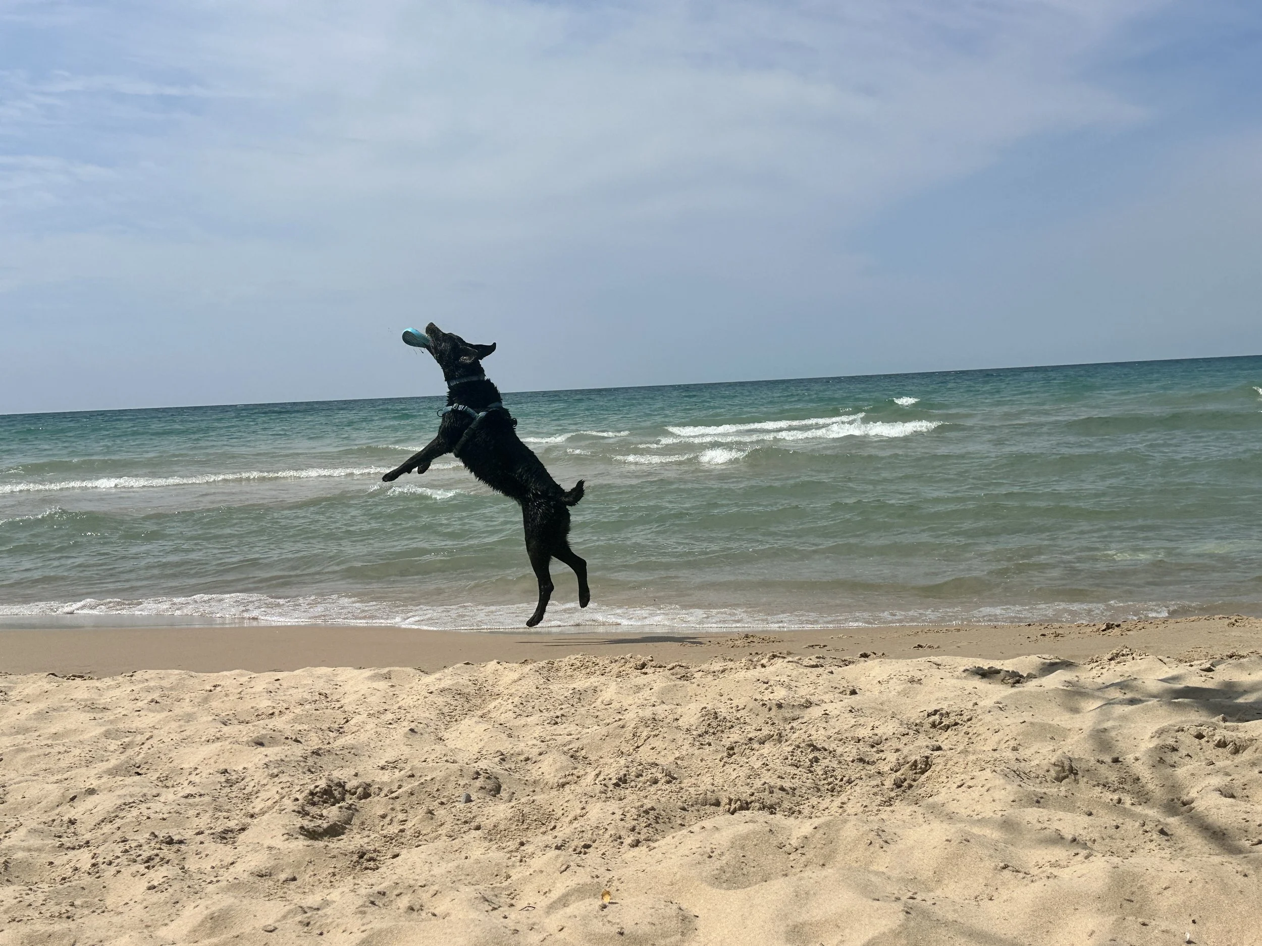 Happy beach dog