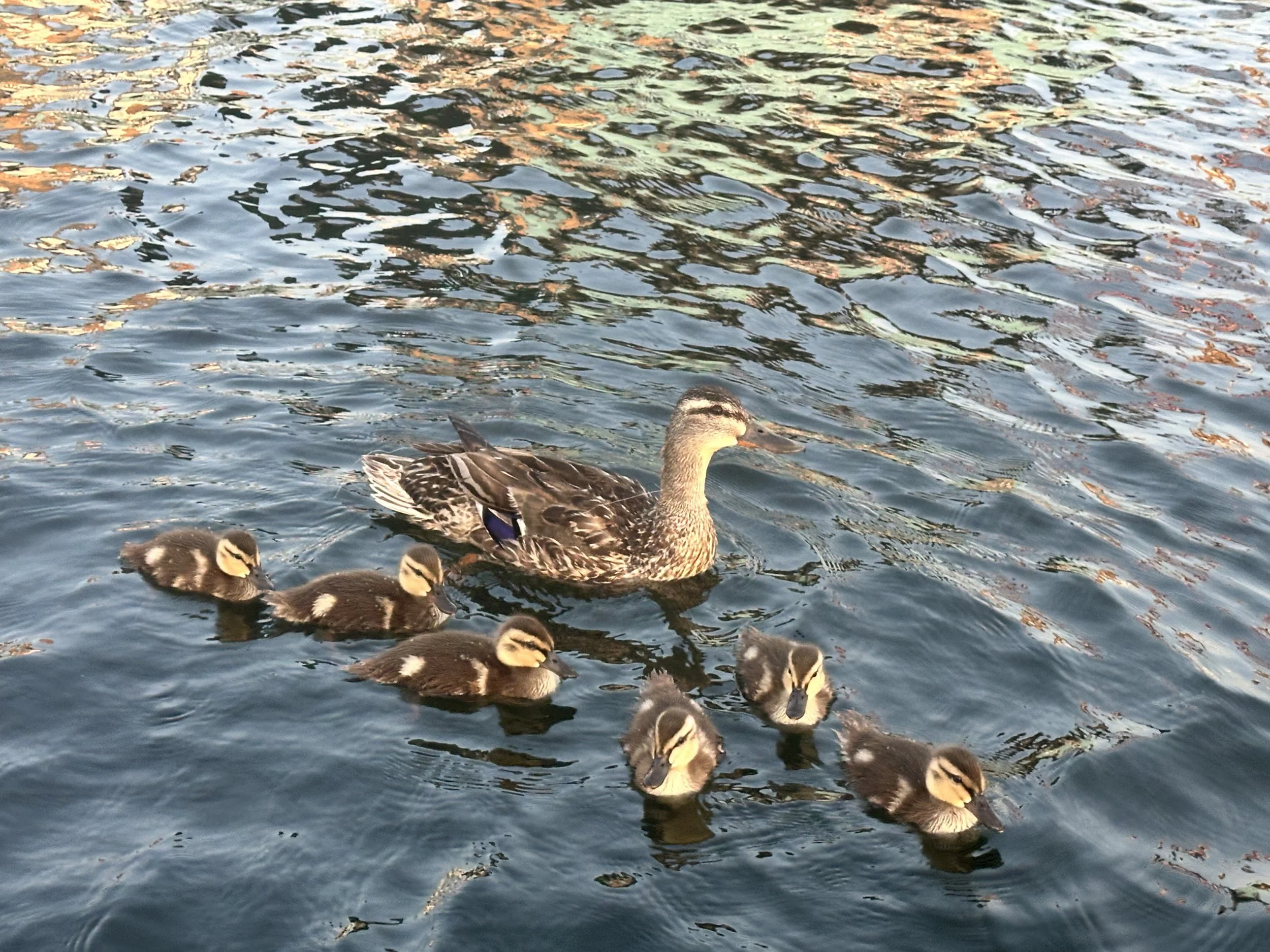 Family of ducks that hung out near us for awhile