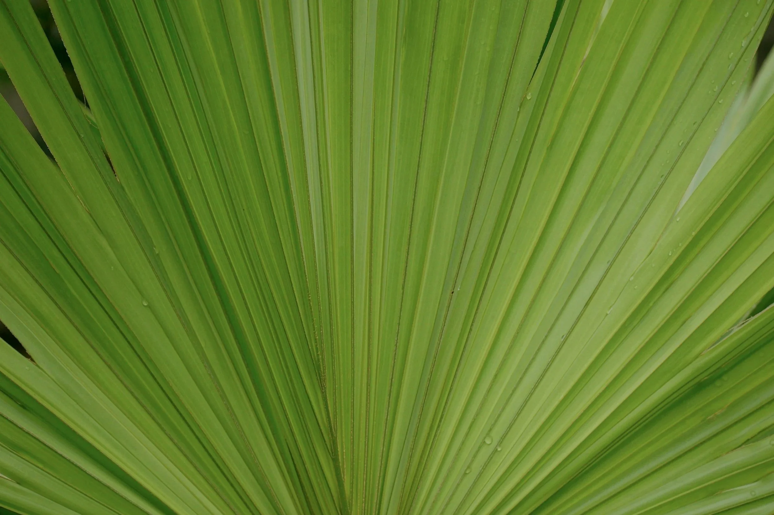 Close-up of green palm or banana leaf with visible veins and water droplets