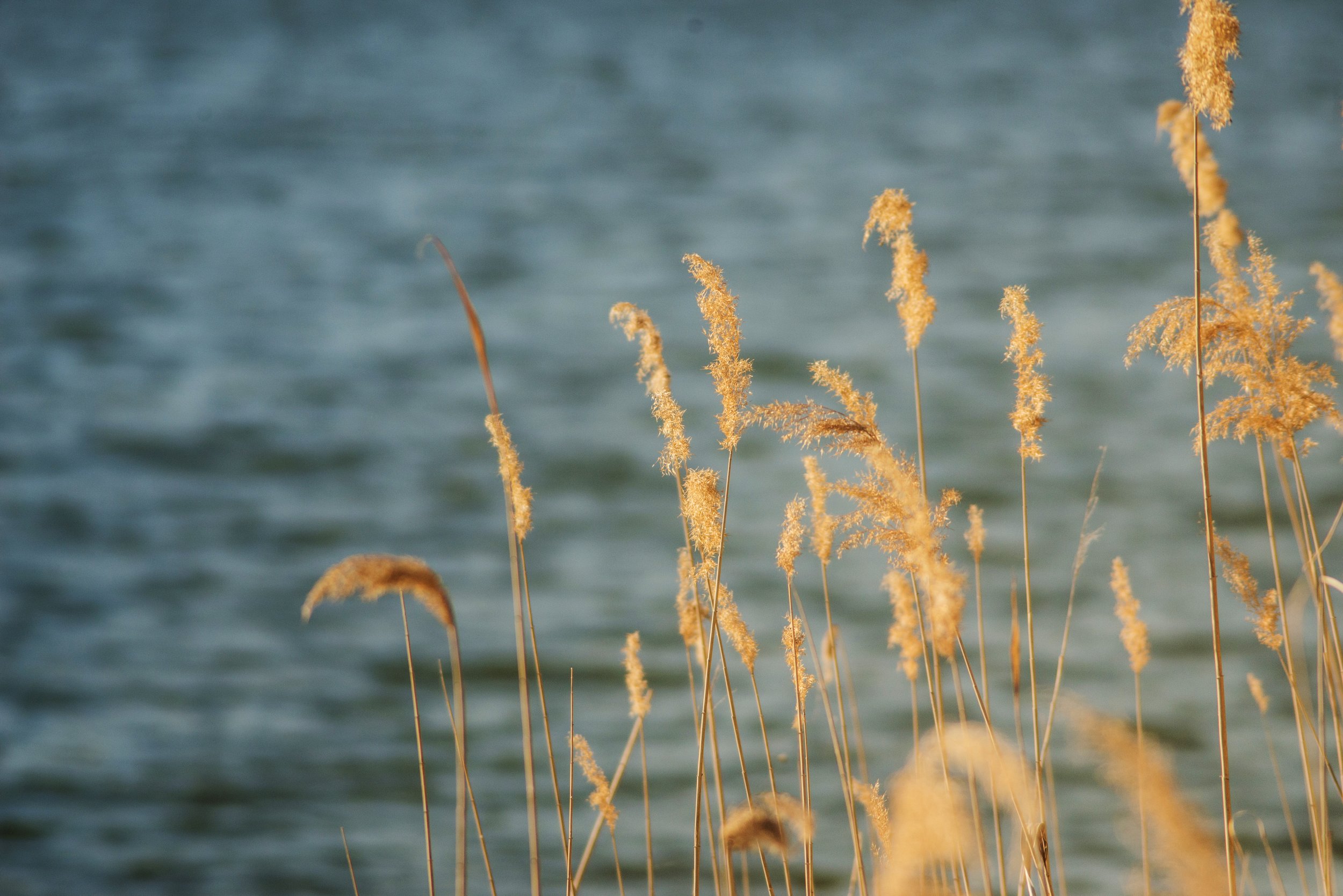 vegetation-with-lake-background.jpg