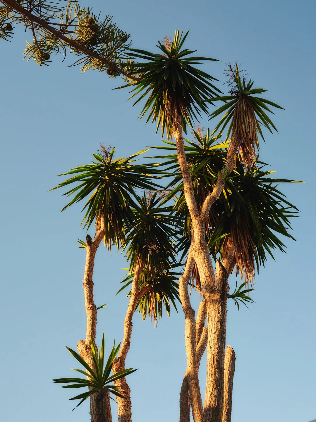 Palmito Nov25_6 169.jpg