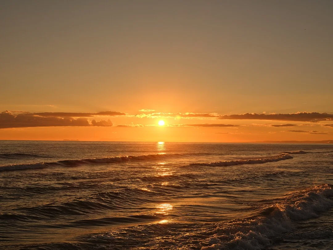 Palmito Nov25_6 181.jpg