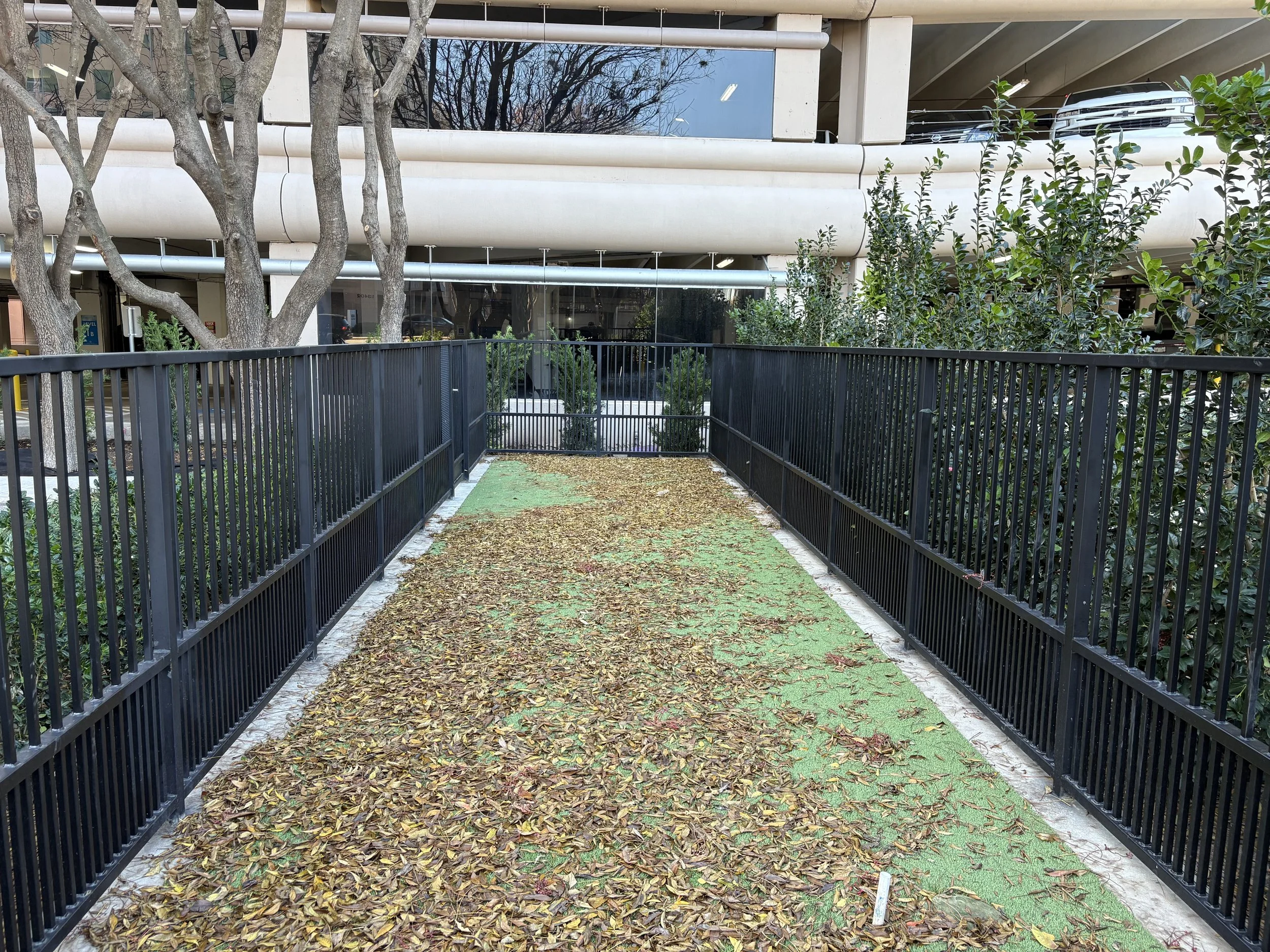 A fenced pathway covered with fallen leaves outside a building with trees and green bushes on either side.