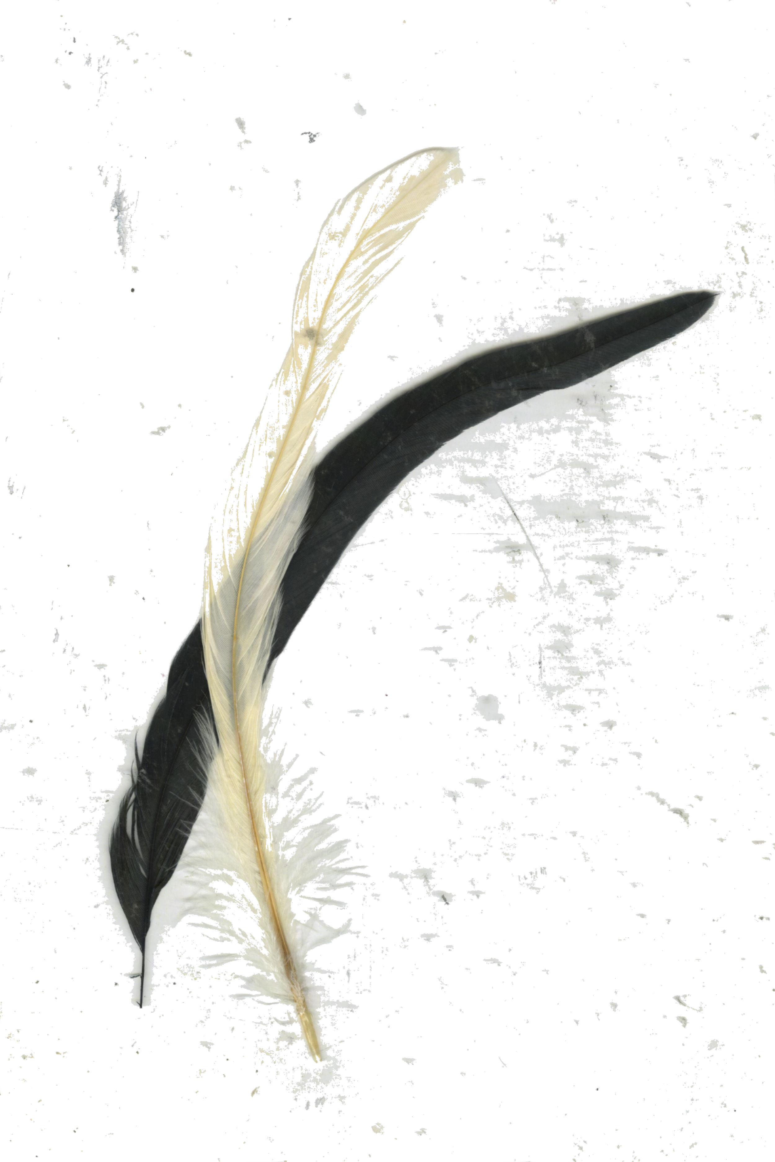 A black and white feather resting on a black textured surface.