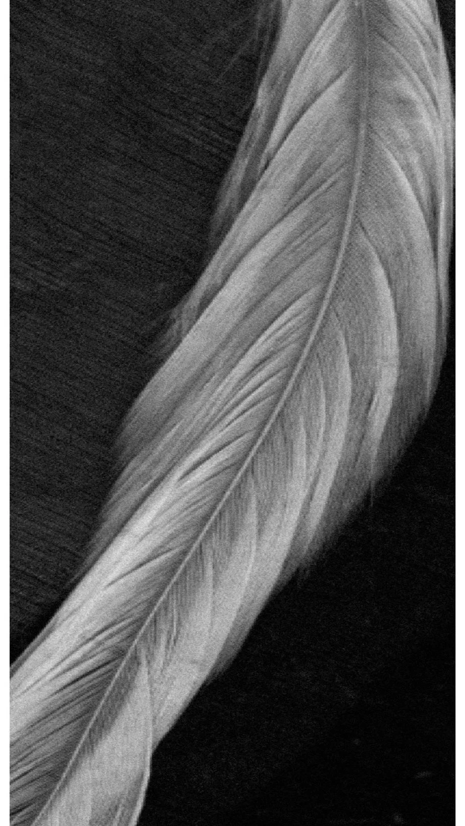 Close-up of a single feather on a dark background, black and white