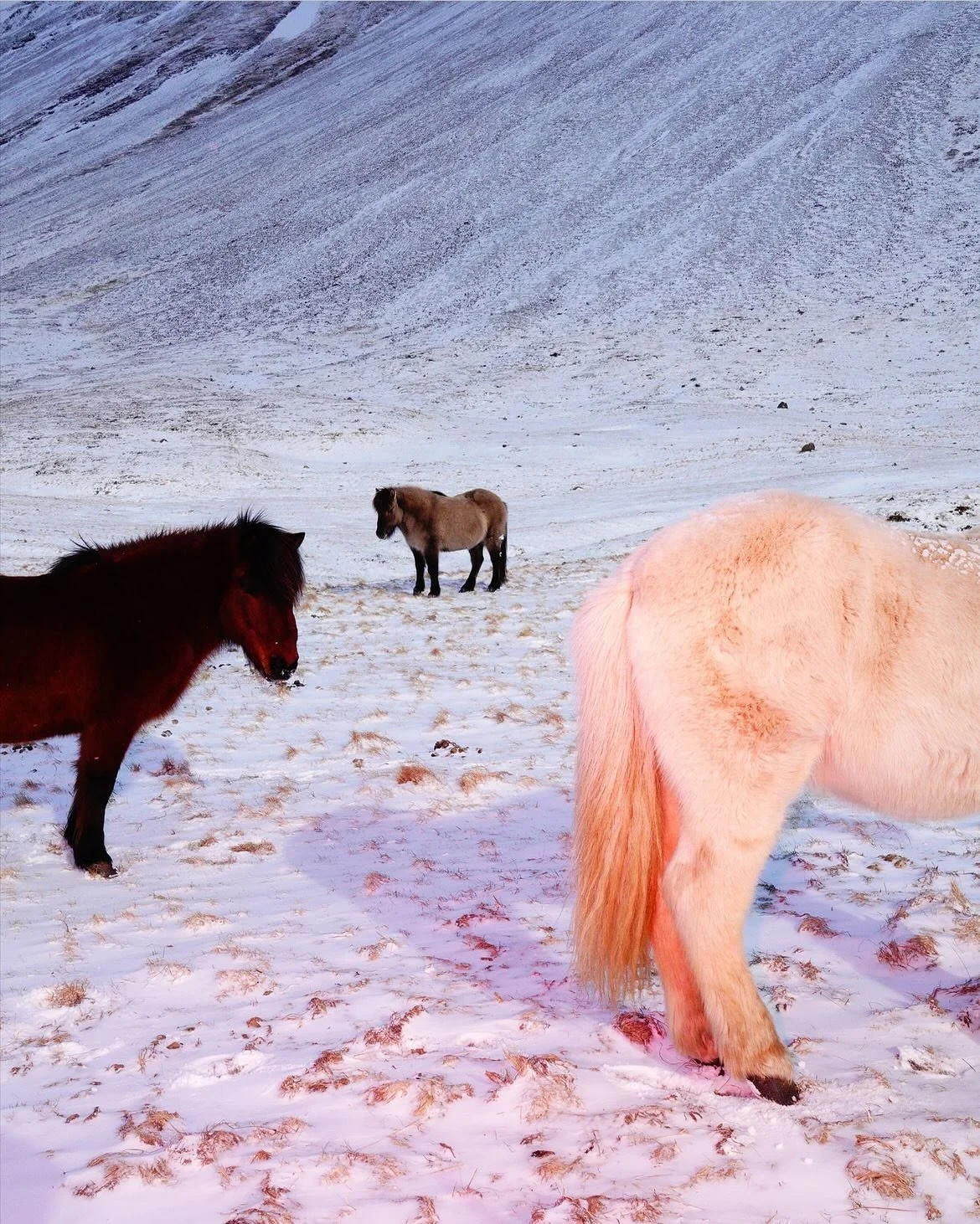 Photography @sashaelage