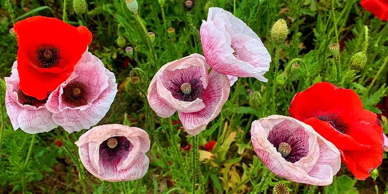 A garden of blooming poppy flowers with red and pink petals.