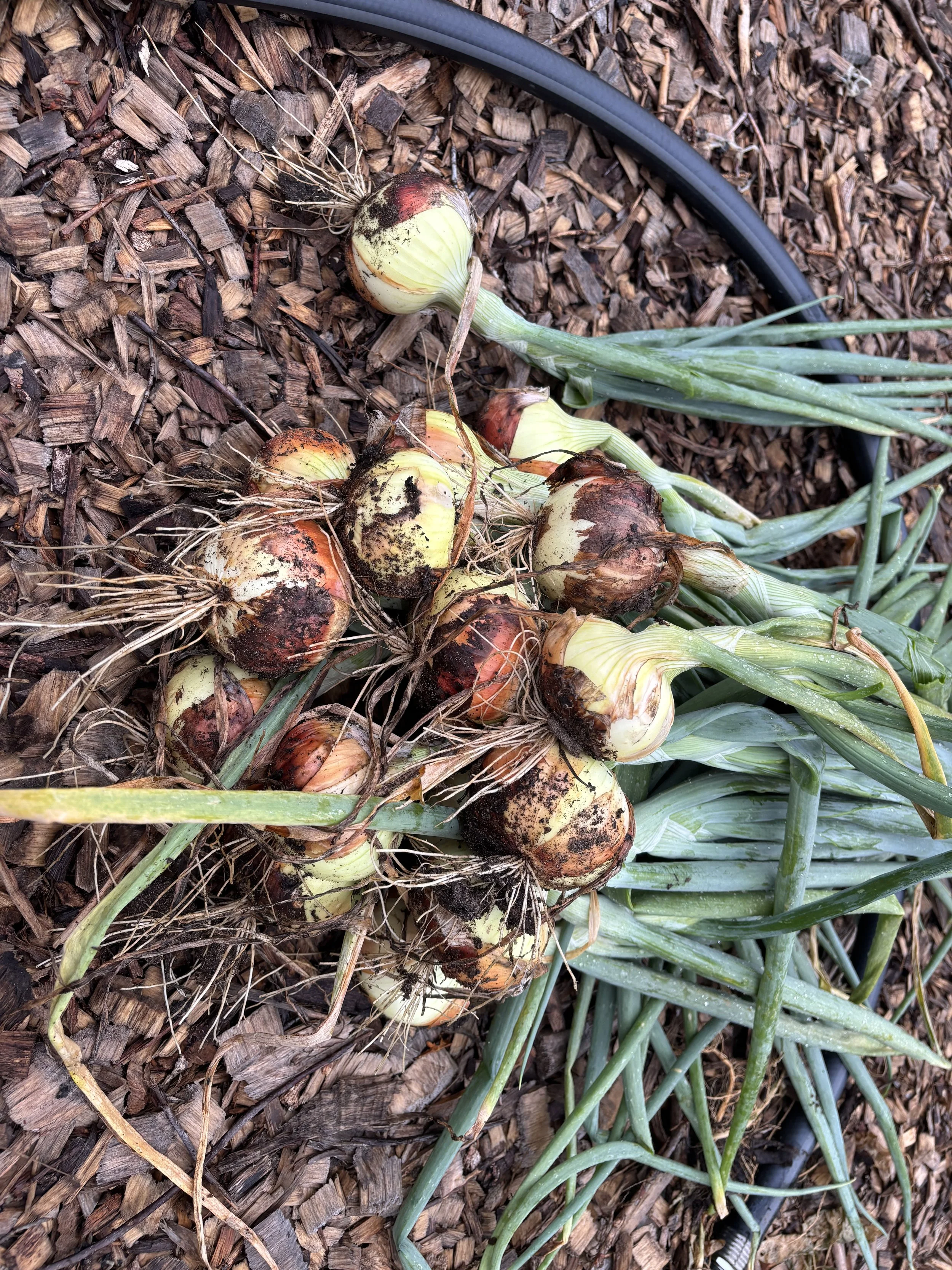 Starting Onions From Seed