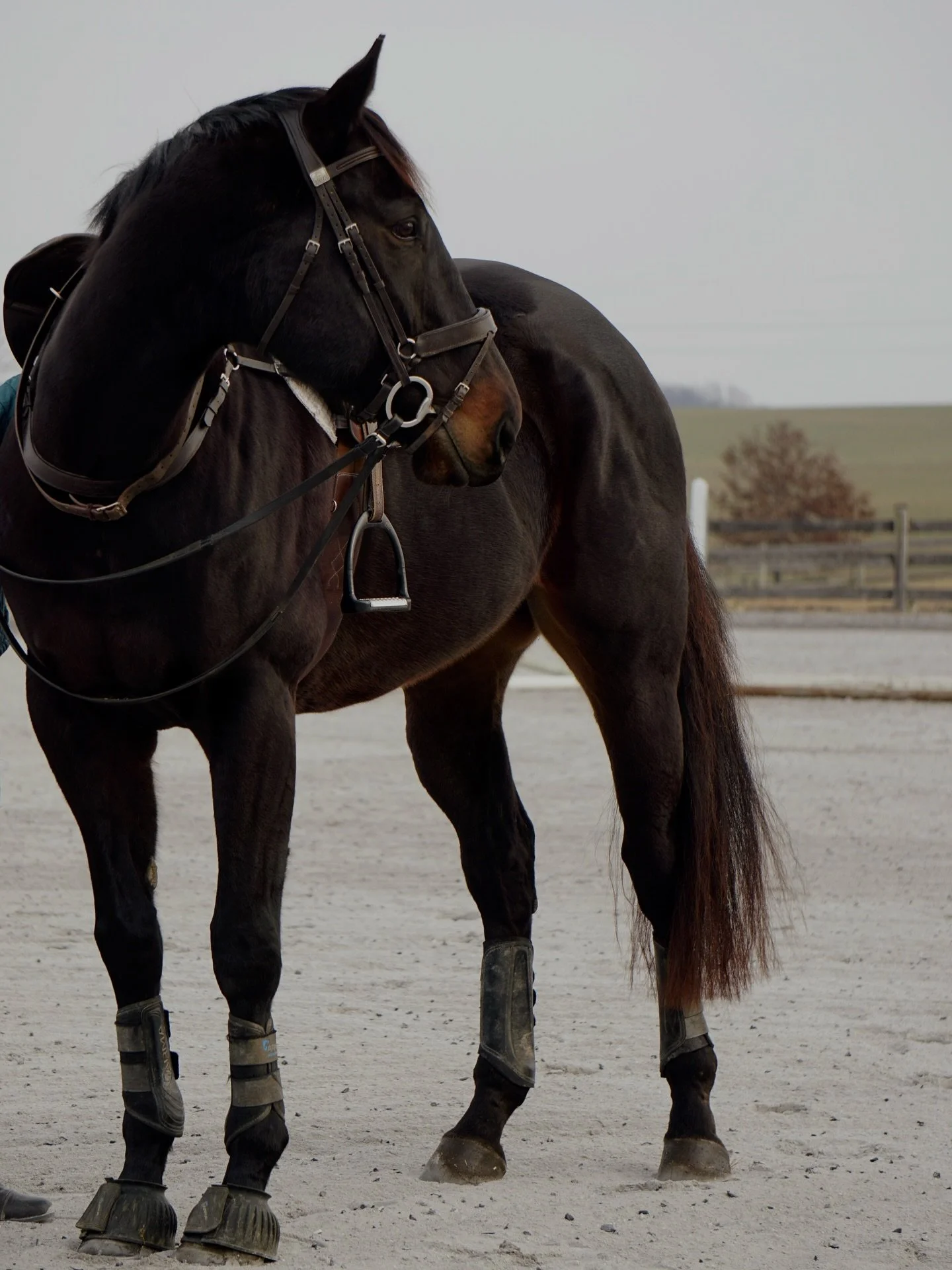 Presenting your horses with intention. 📸 

DM or email cavalera.sport@outlook.com out to level up your sales photos