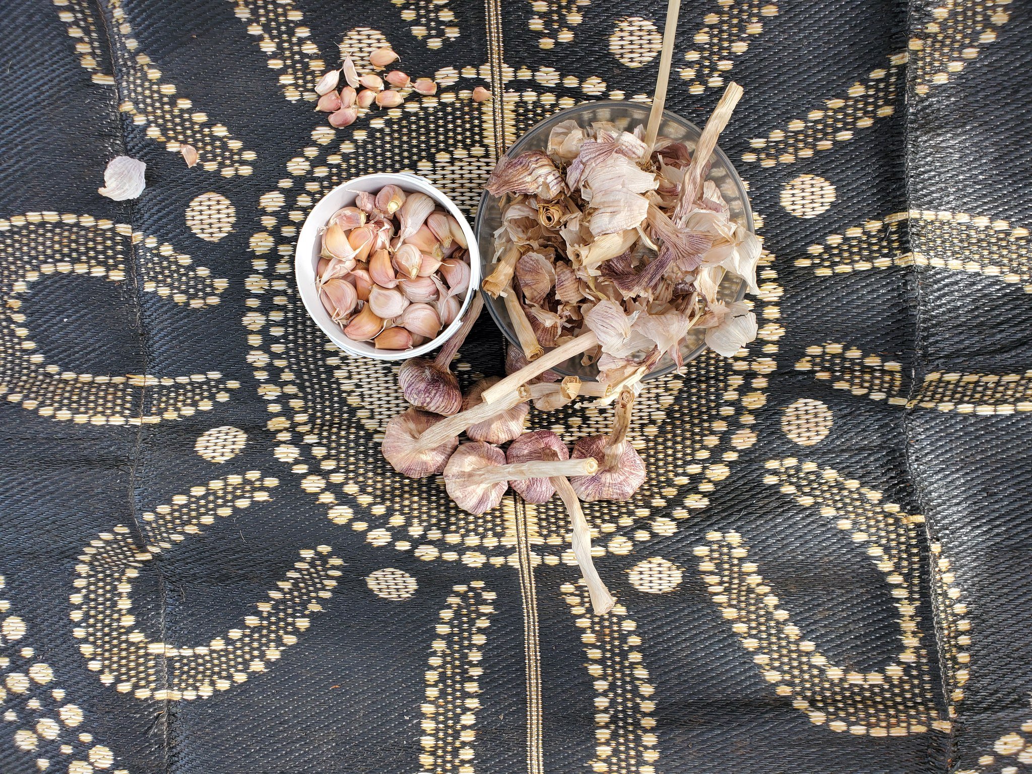 It's garlic planting time.

We spent a beautiful day in the garden separating out last year&rsquo;s cloves for planting. I love these slow but productive tasks. Just sitting in the garden and being present.
Now I&rsquo;m loving watching the shoots co