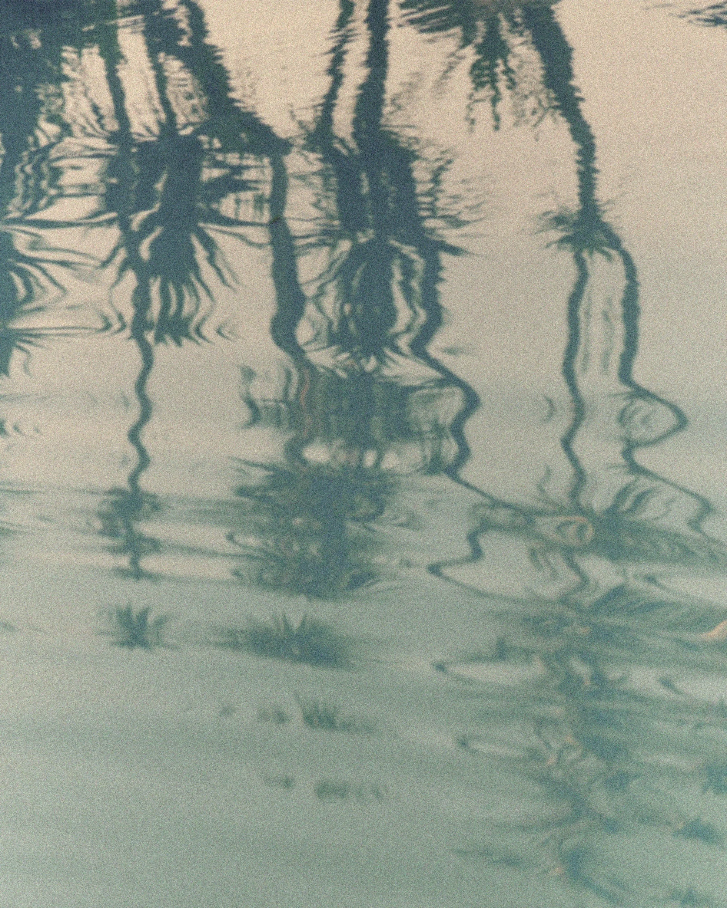 Reflections of palm trees on a calm water surface