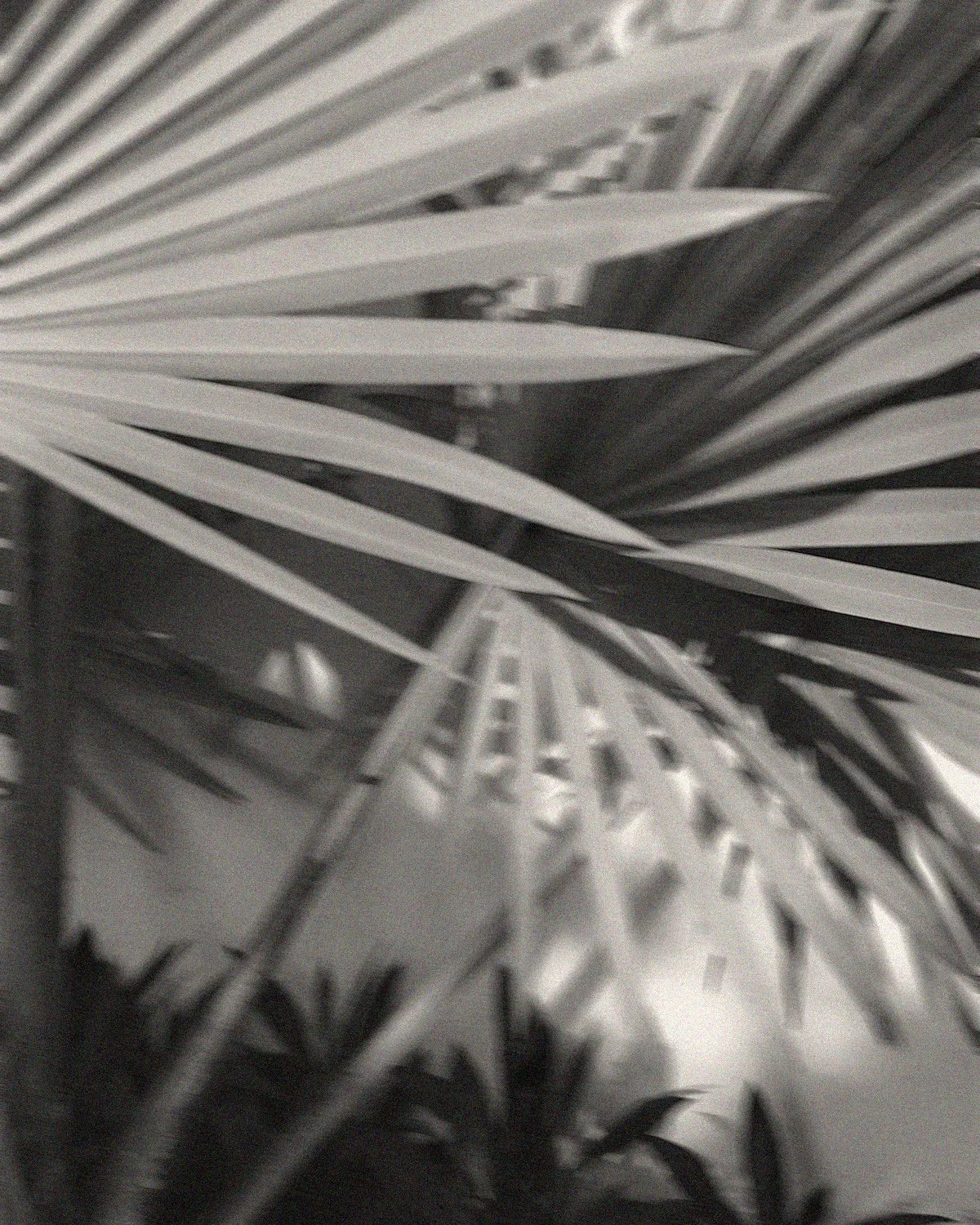 Close-up of an indoor palm plant with long, slender fronds.