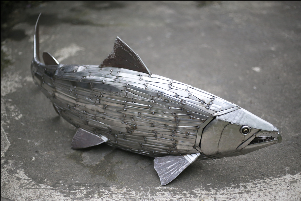 Salmon