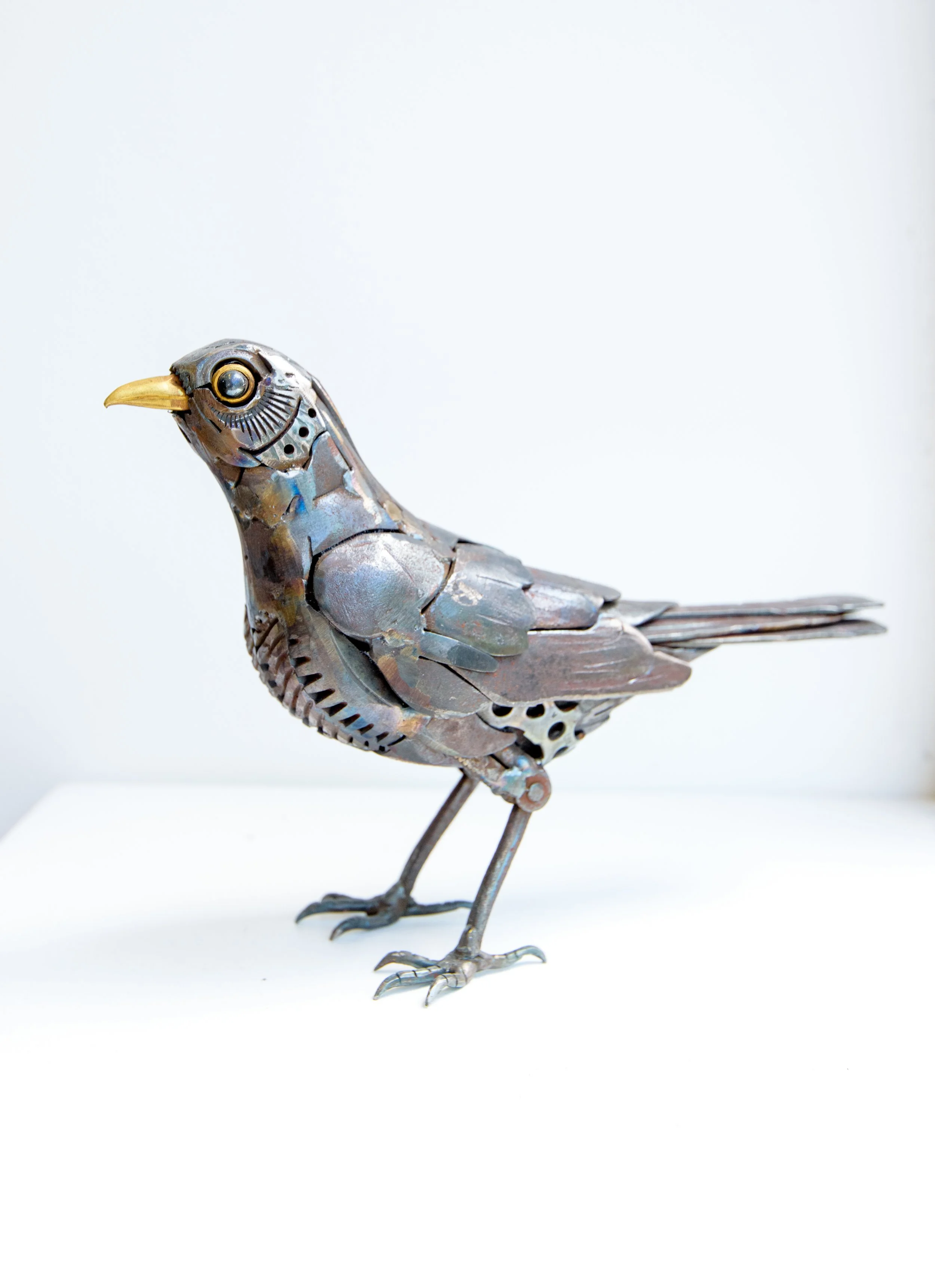 Blackbird