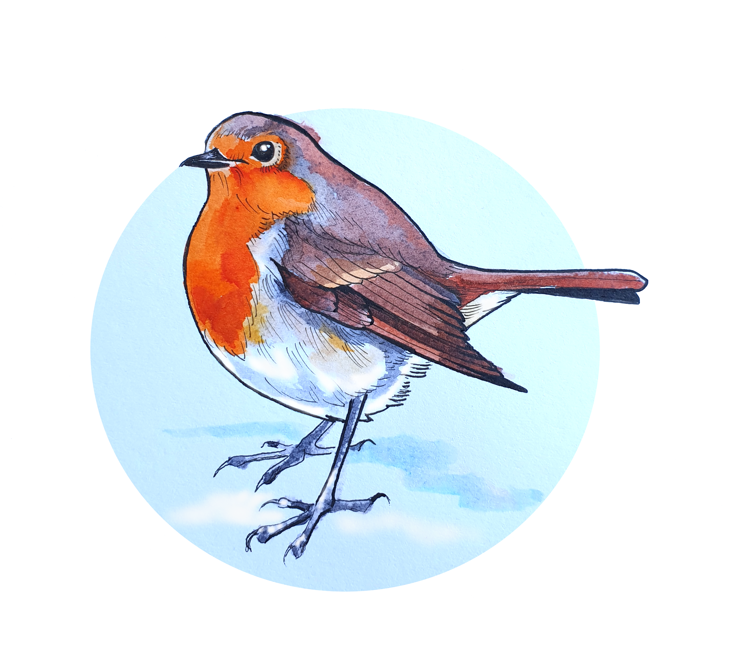 A watercolour and ink painting of a cute robin. Bird standing in the snow