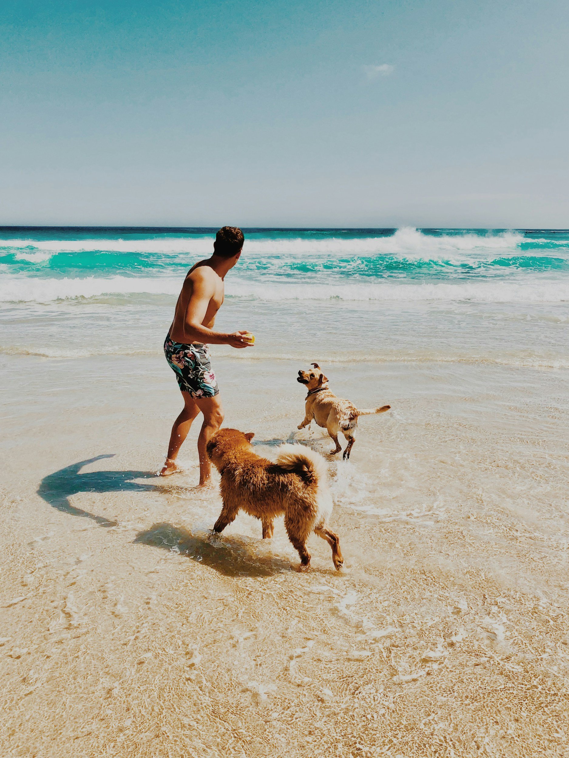 A young man playing with two dogs at the beach near the ocean, with waves in the background and clear blue sky.