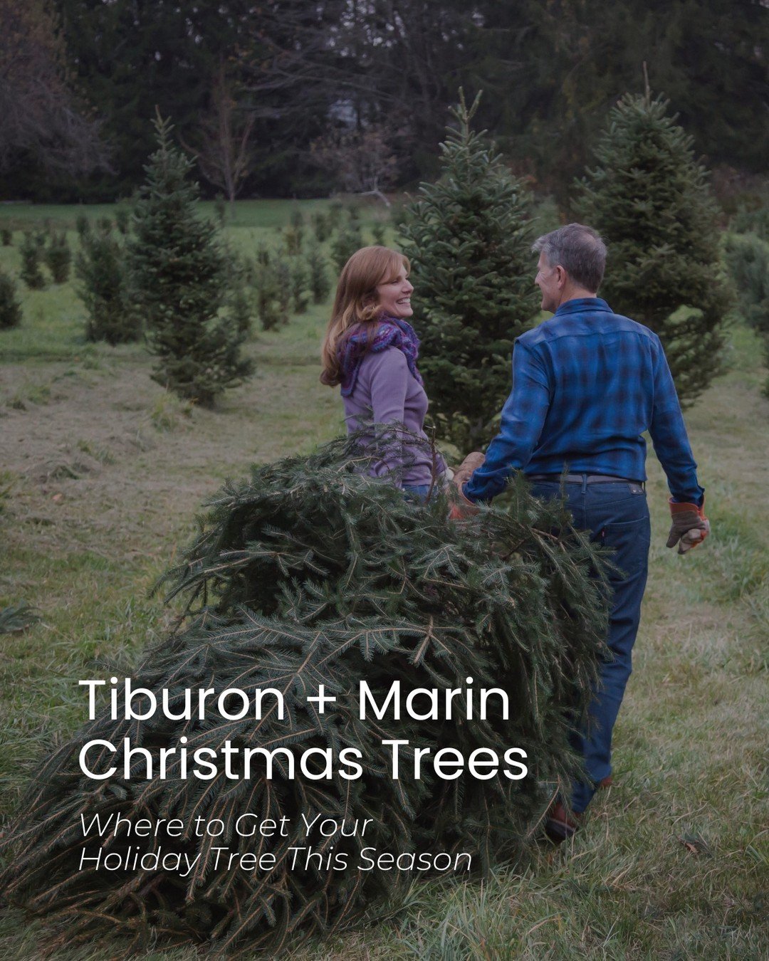 STOP SCROLLING. 🚨 The best Christmas trees near Tiburon are NOT where you think &mdash; here&rsquo;s where to actually go. 🎄👇

Fresh cuts, local favorites, school fundraisers, SF classics &mdash; all the spots worth the drive (or delivery).

Tap s