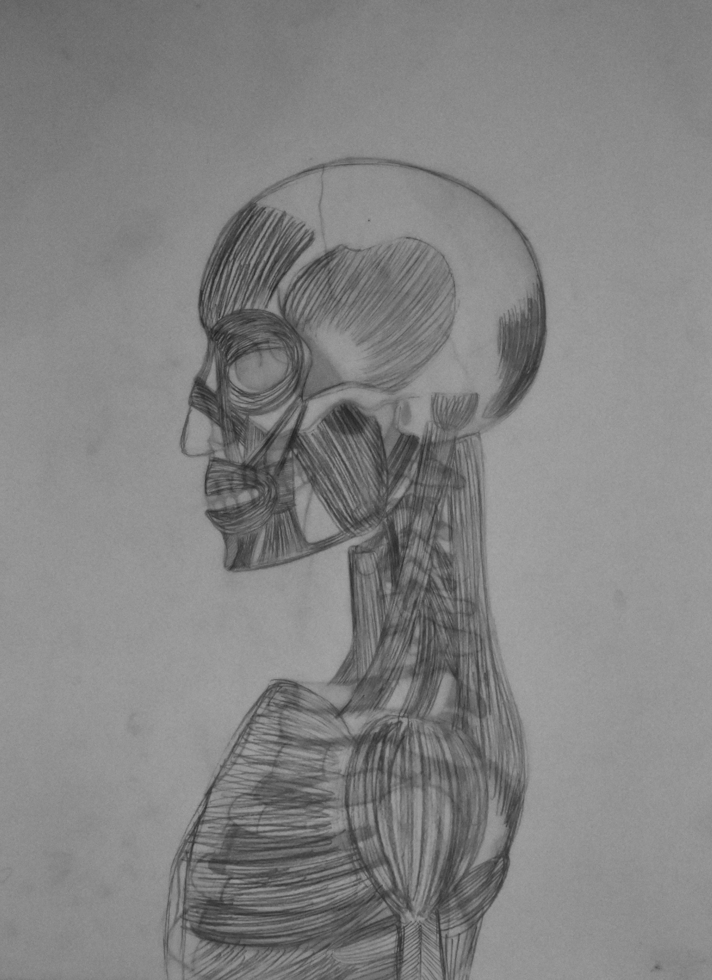 Together | Graphite on Vellum 18x24" 2019