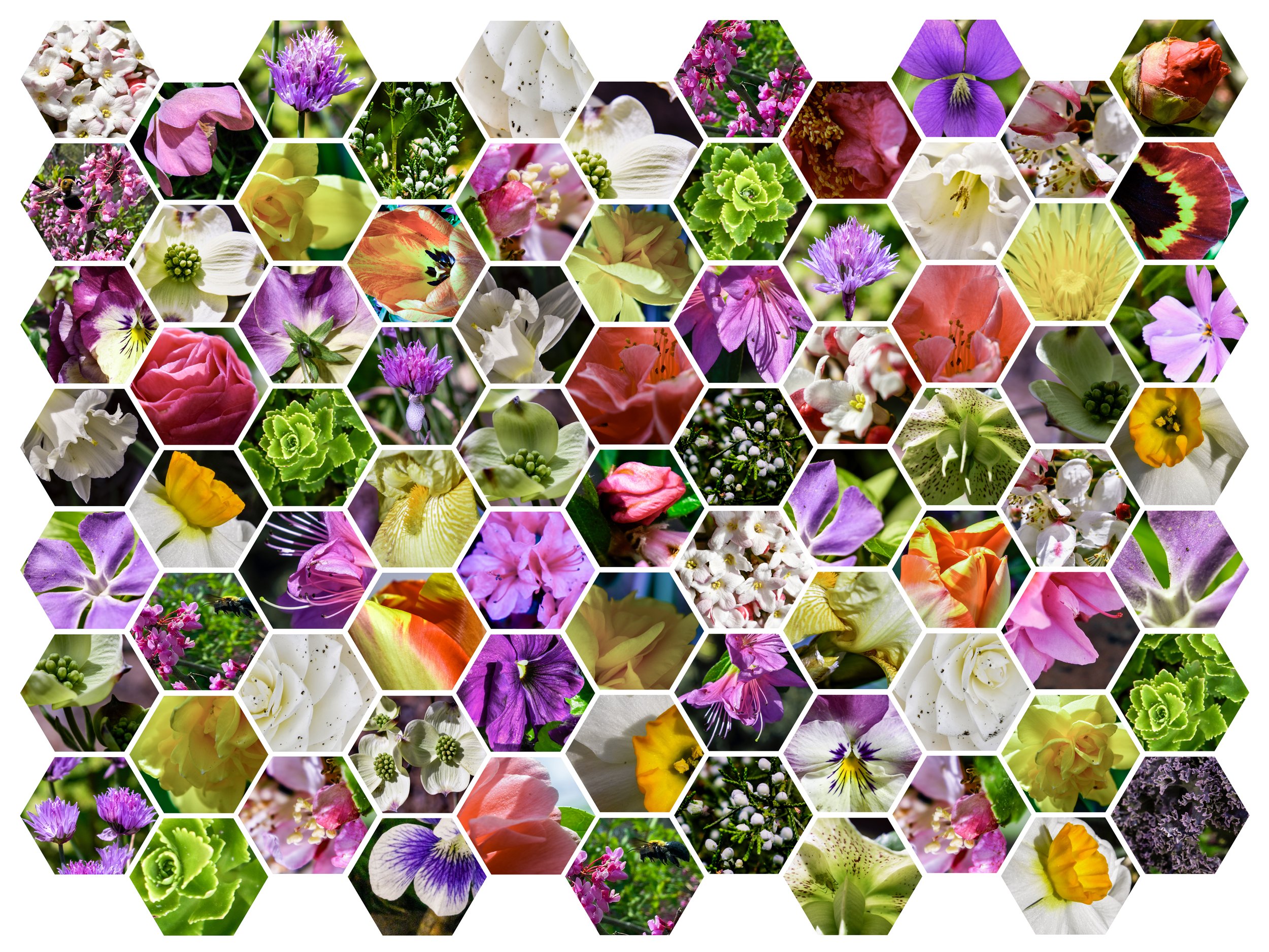 Garden | Digital Photography Collage | 2023