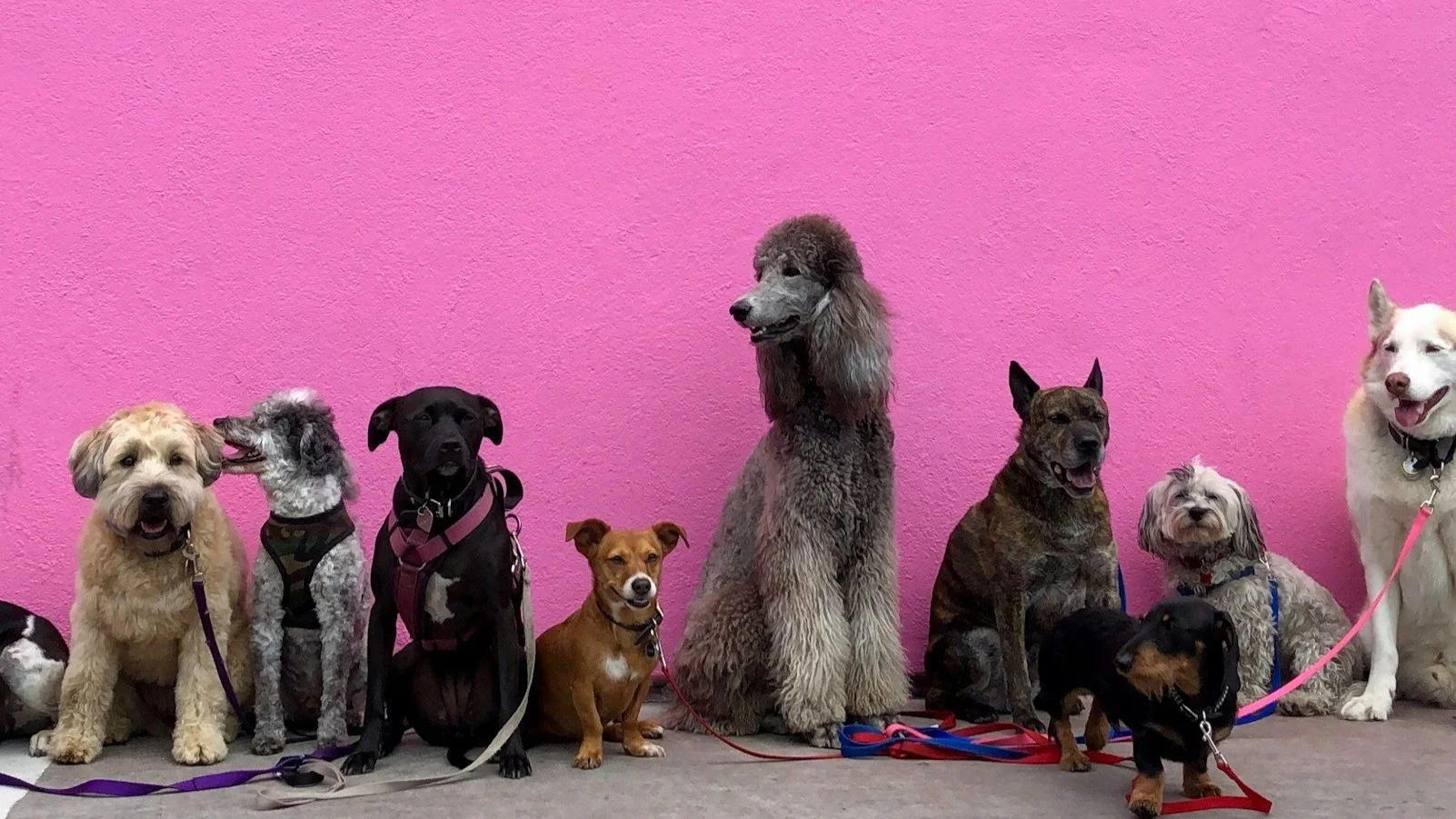 "Pet Portfolio"