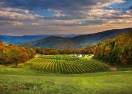 "The Orchard Archive"