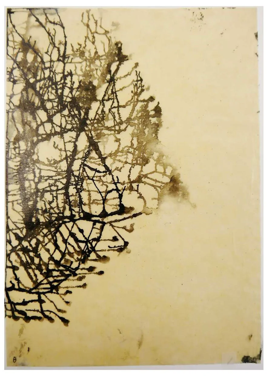 Greek Drawings (Pelion), Ink on Paper, 2011