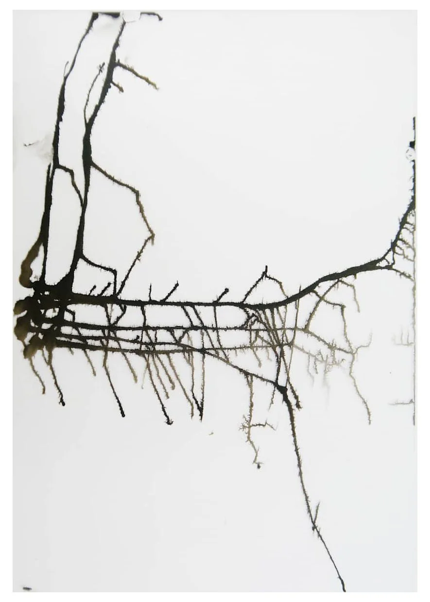 Greek Drawings (Pelion), Ink on Paper, 2011