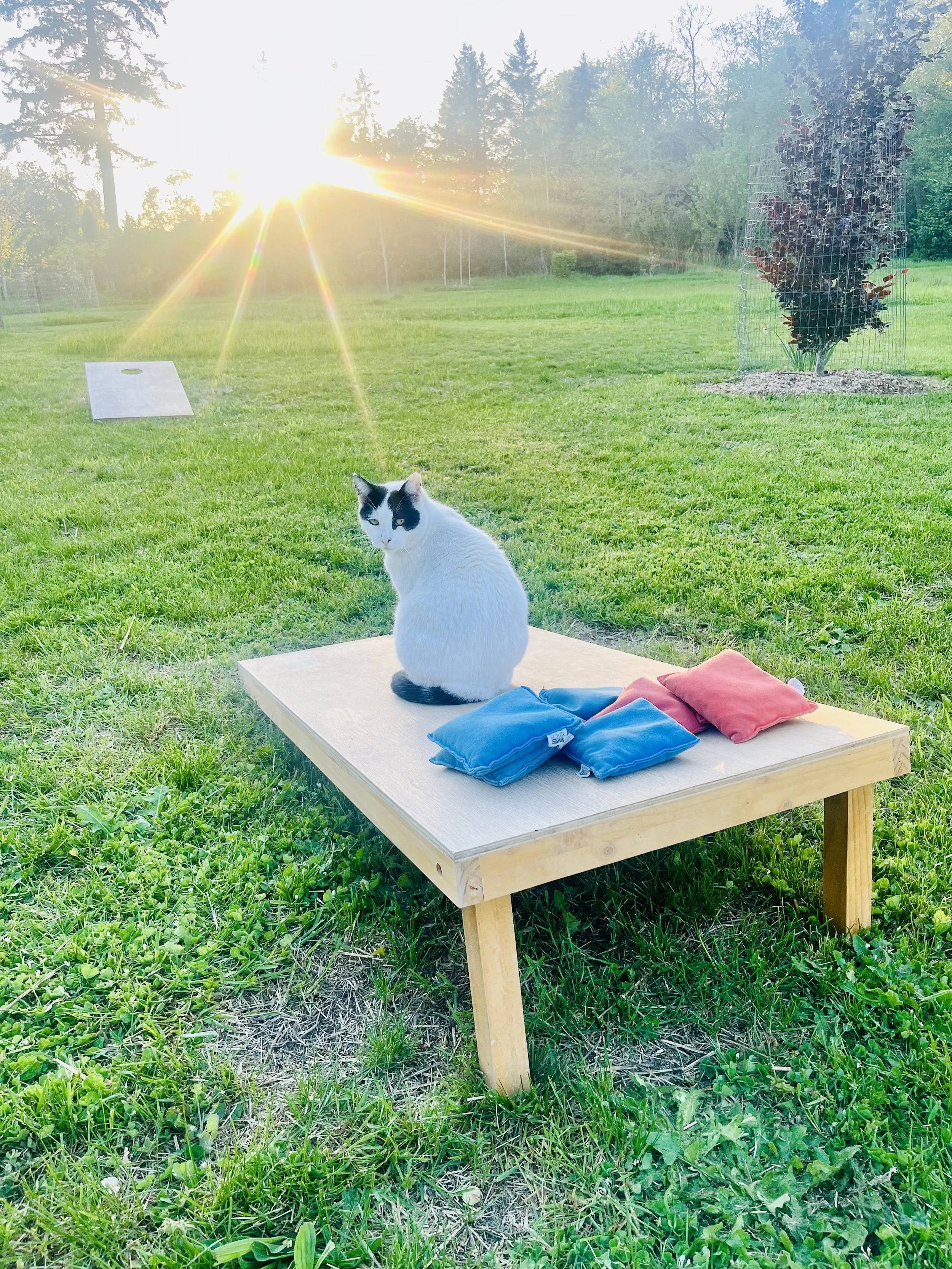 Gwen Cornhole.jpg