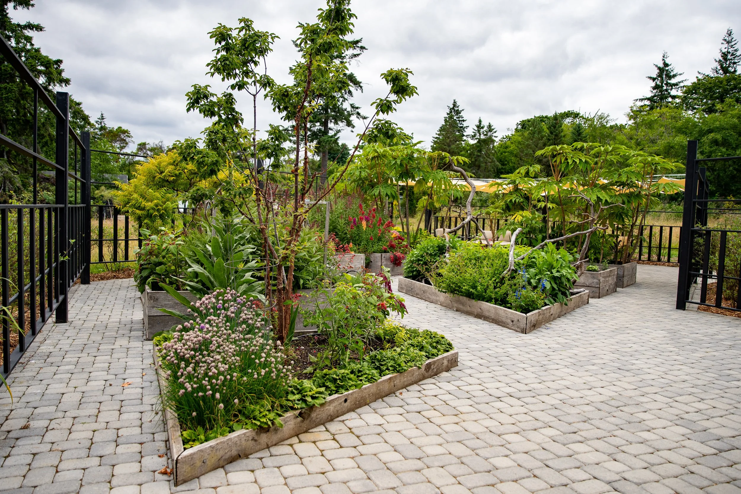 Raised garden beds with various green plants, flowers, and small trees on a paved patio with metal fencing, surrounded by trees under a cloudy sky.