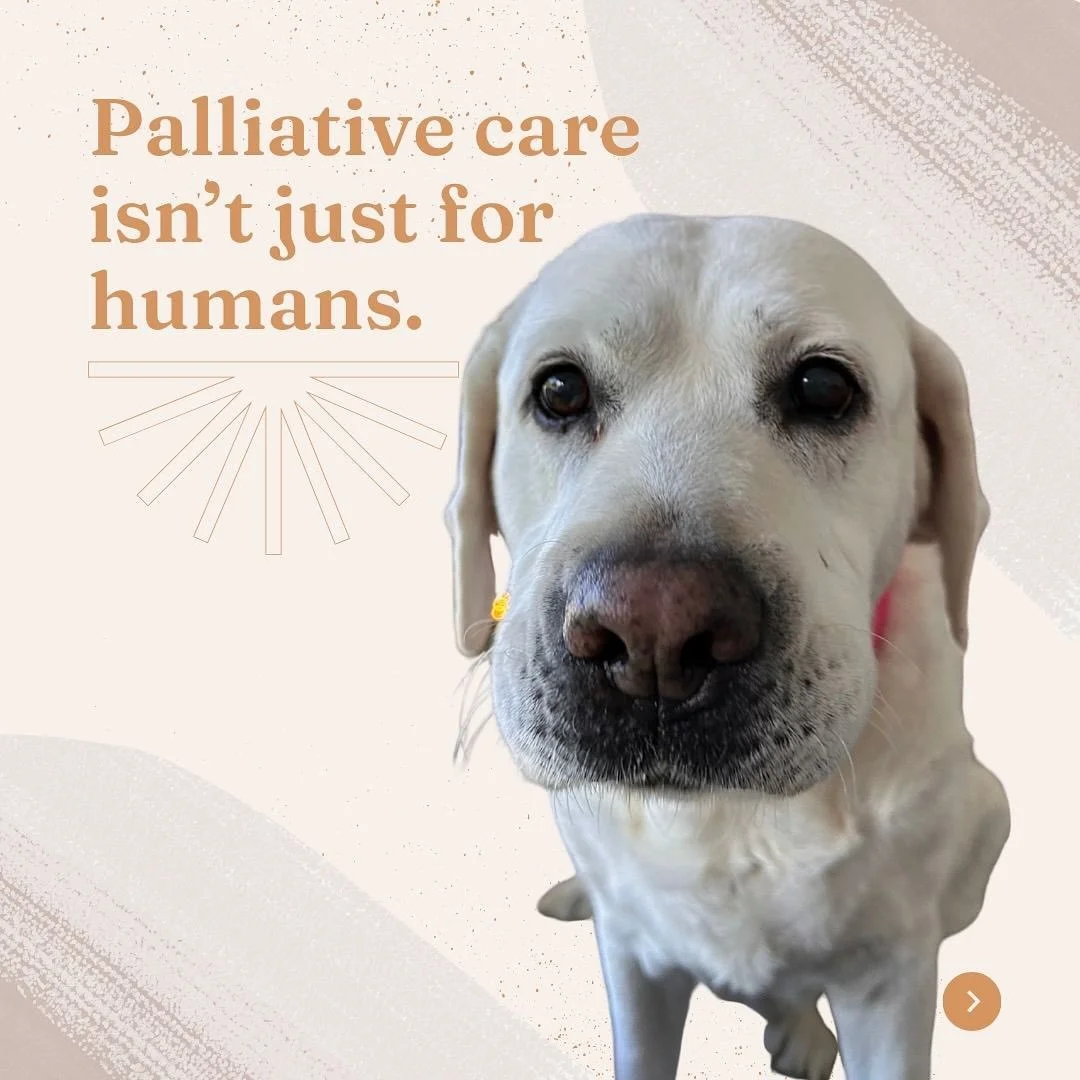 Snow, our nearly 12 year old lab, has been living with a heart condition for a while, but recently she developed unexplained anemia. It&rsquo;s brought me into a chapter I always knew I&rsquo;d face, but that doesn&rsquo;t make it any easier now that