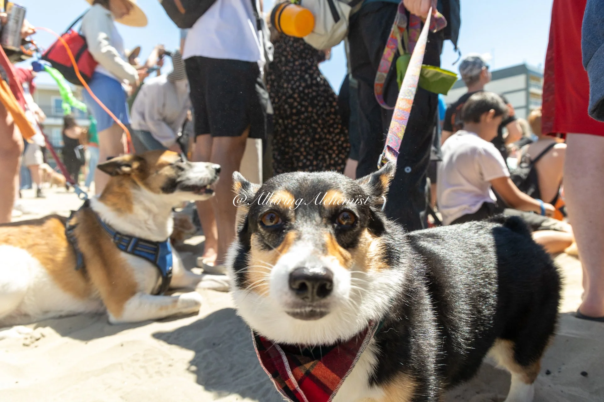 Close-up of a black and white dog with brown eyes and plaid bandana, lying on sandy ground with people and other dogs in the background at a sunny outdoor event.