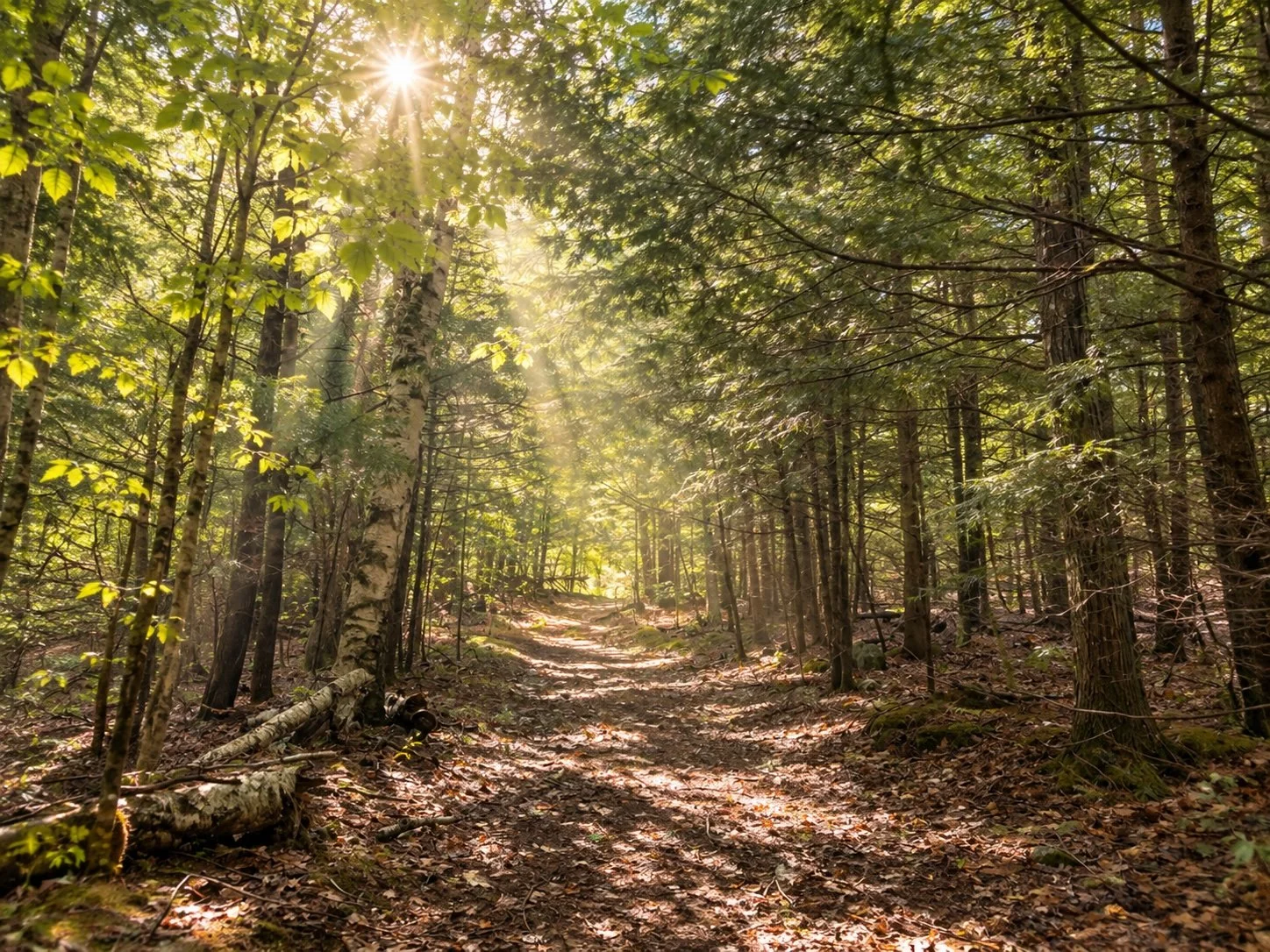 Walking path & trail at 100 Acre Wood Retreat Center