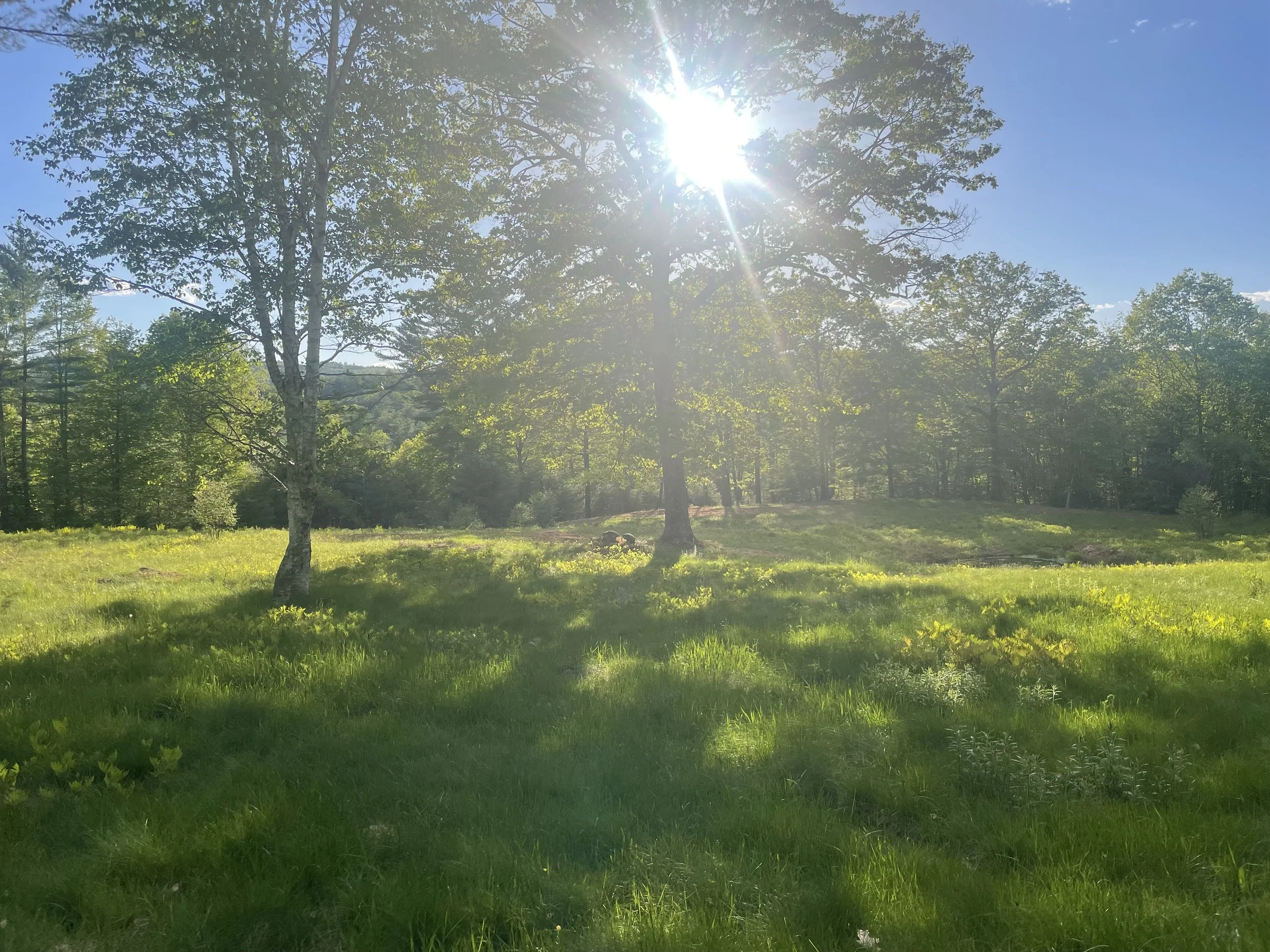 Open meadow at 100 Acre Wood Retreat Center