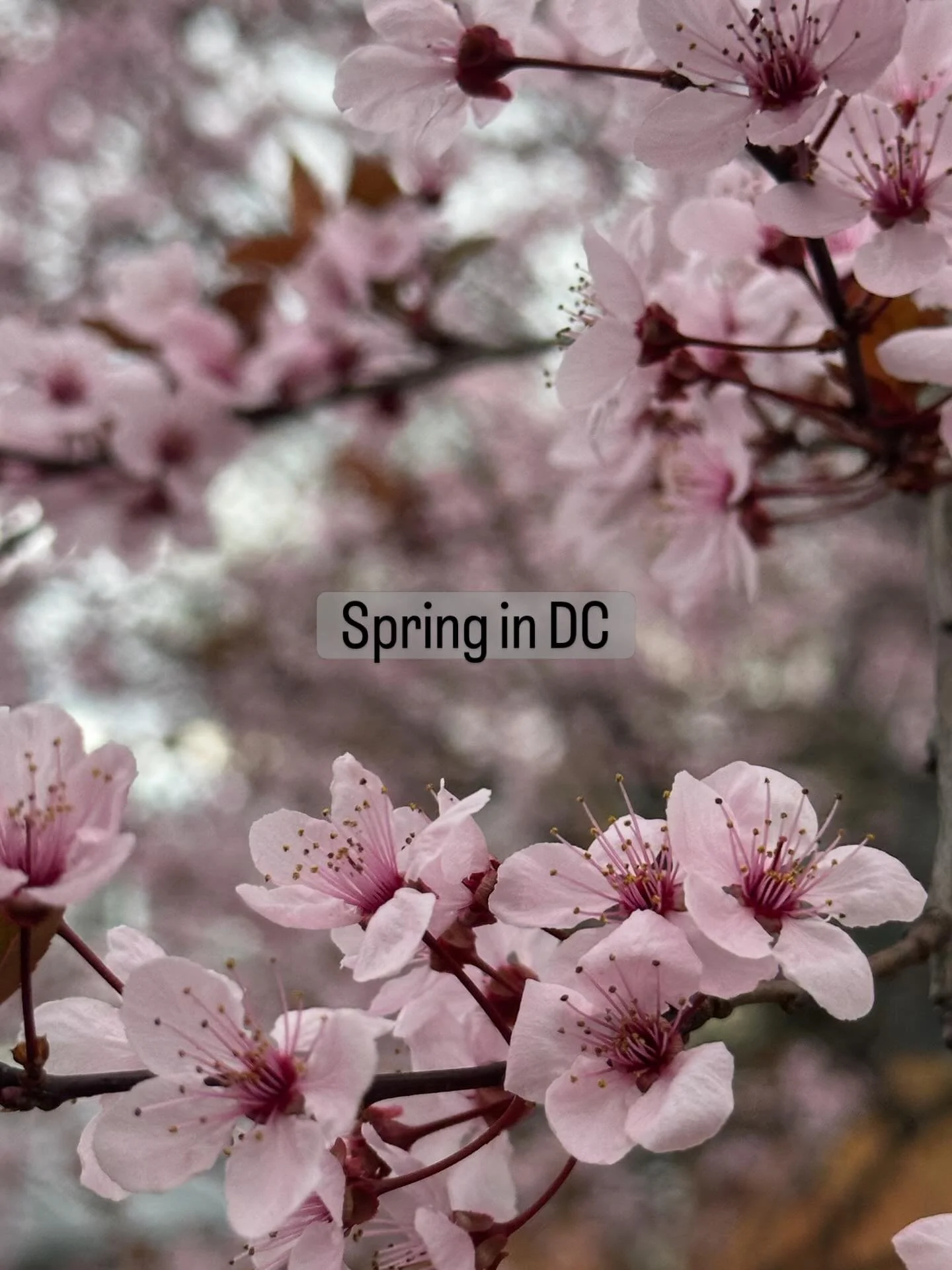 Spring in DC featuring my thundercloud plum tree, a stunning forsythia, my neighbor&rsquo;s cherry blossoms and tulips, these little star-shaped flowers I passed on my walk yesterday, and MY NEW HAIRCUT! I&rsquo;ve been missing the way my purple hair