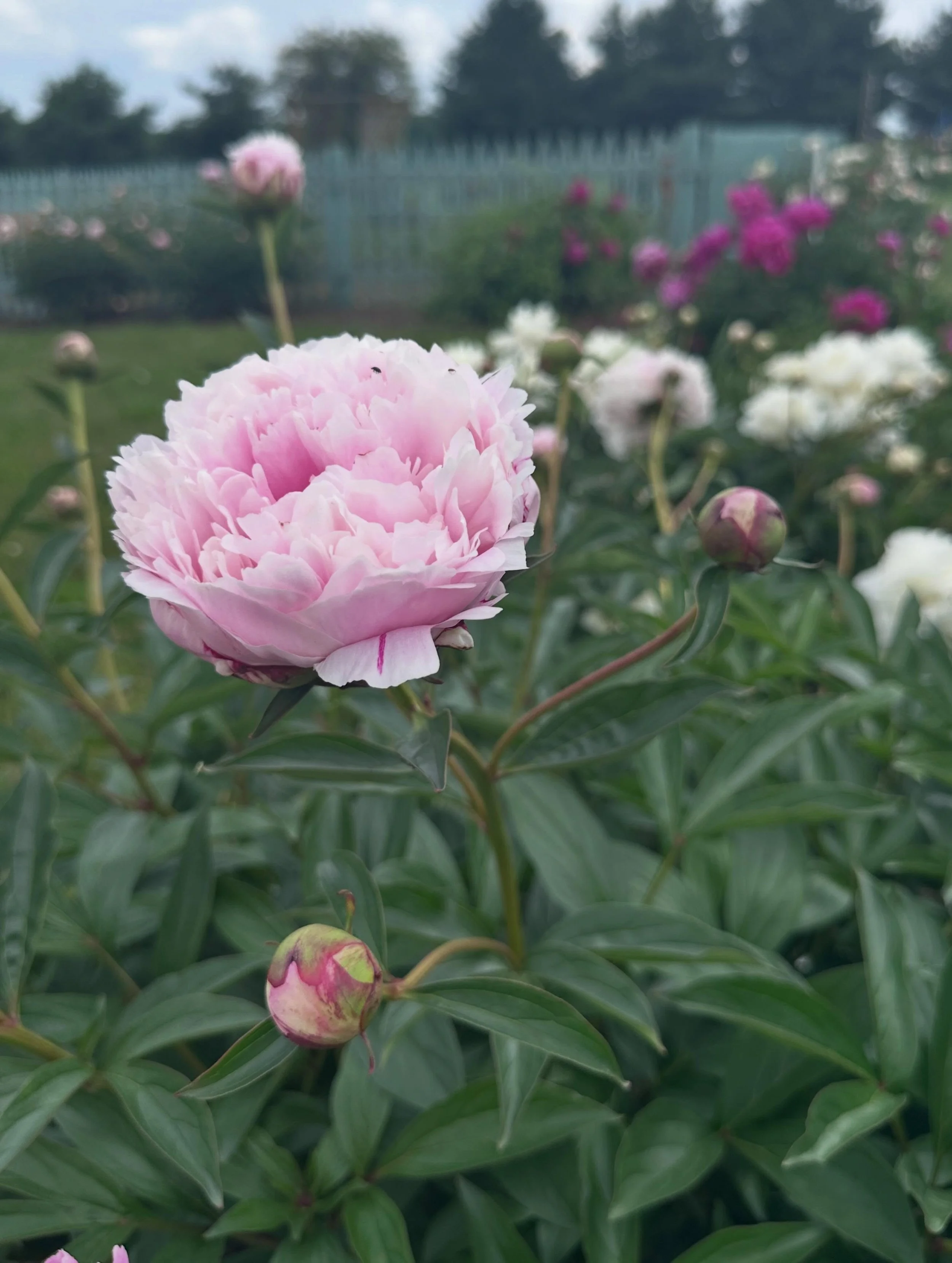 It&rsquo;s peony season! 

My mom&rsquo;s gardens are gorgeous all year but the couple of weeks in May around Memorial Day when the peonies are in bloom have become my favorite. I worried all the rain might ruin them, but they are still gorgeous. Yay