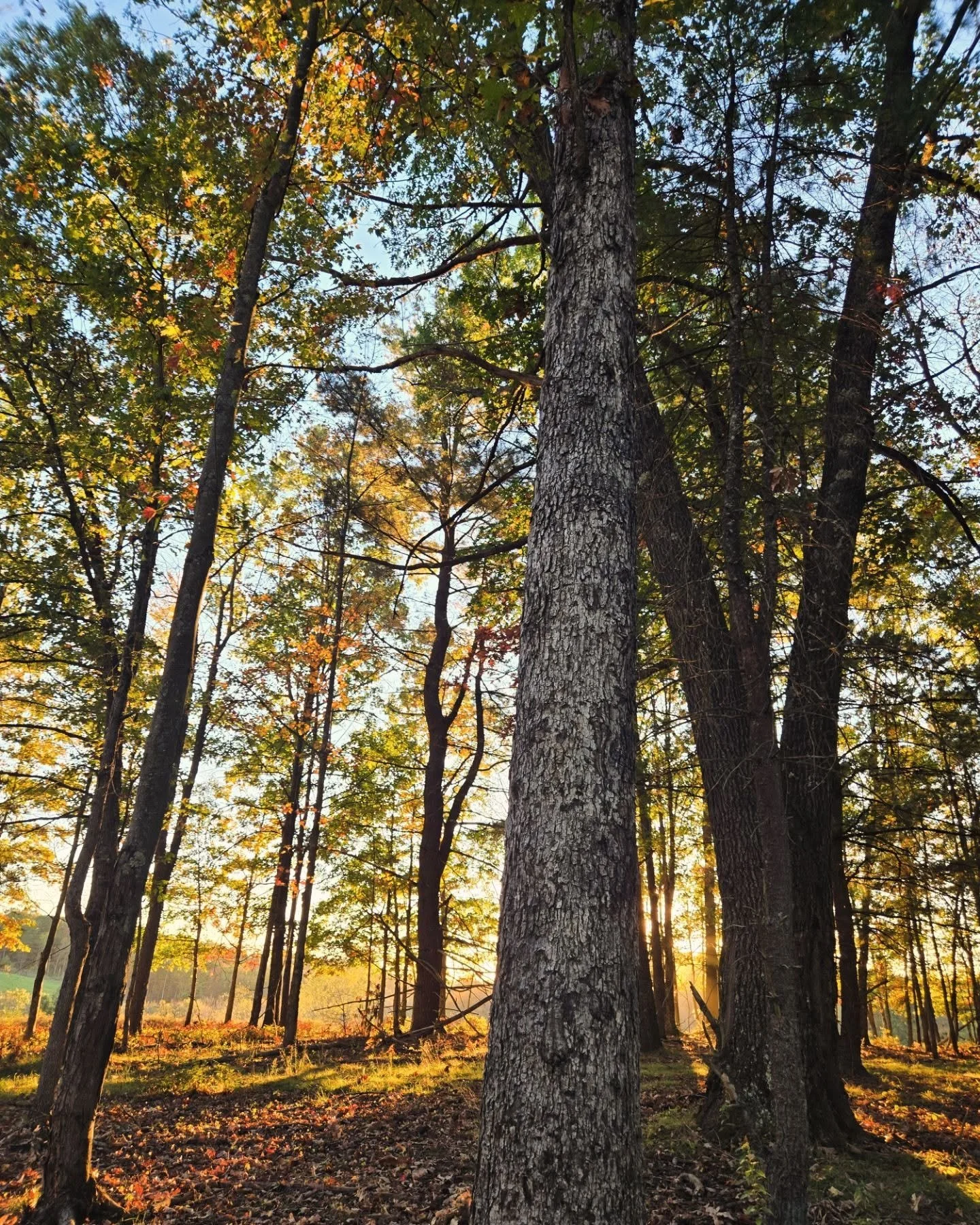 "Nature is not a place to visit, it is home." 
— Gary Snyder
#tree #forest #nature #sunset