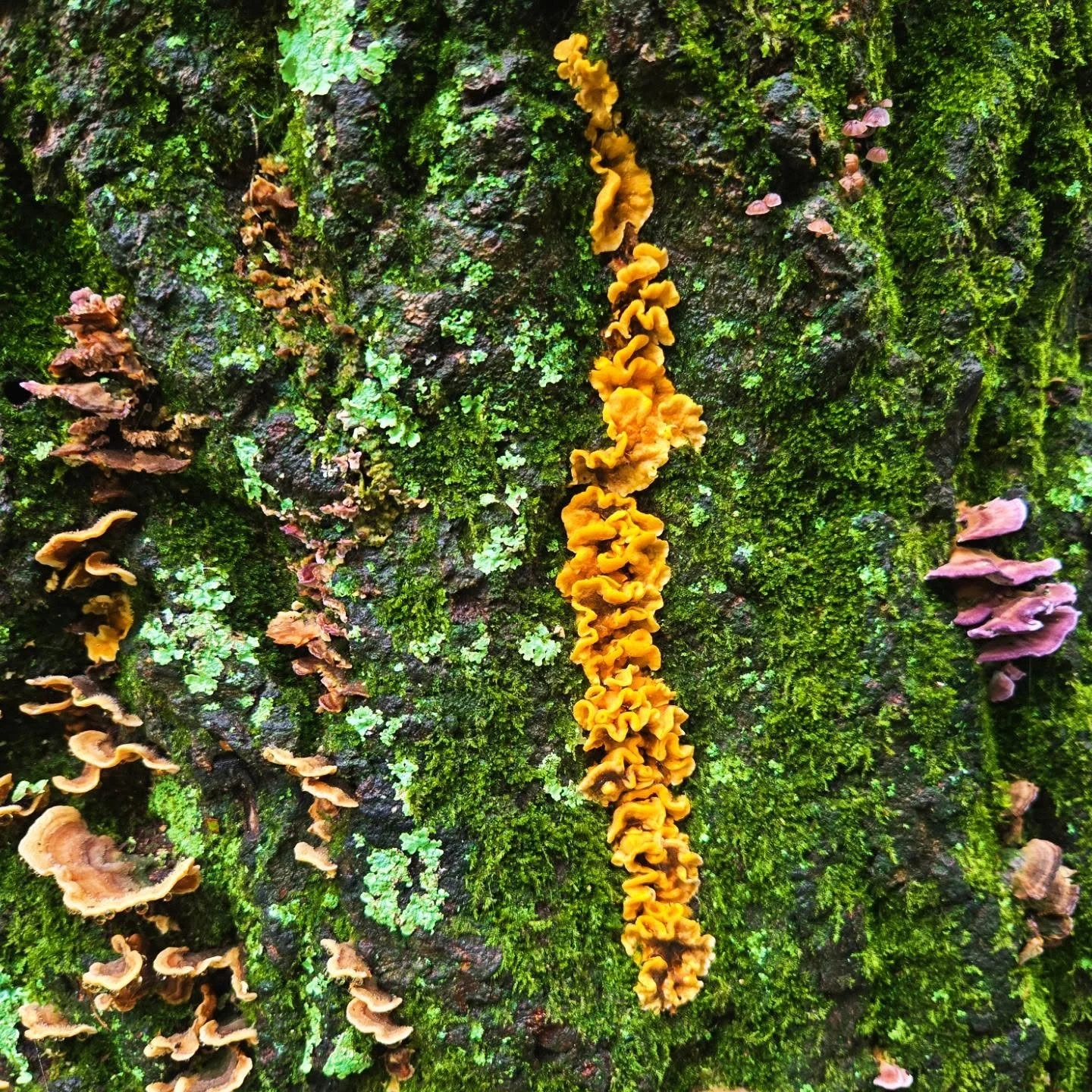 Variety is the spice of life!
#mushroom #colors #naturephotography