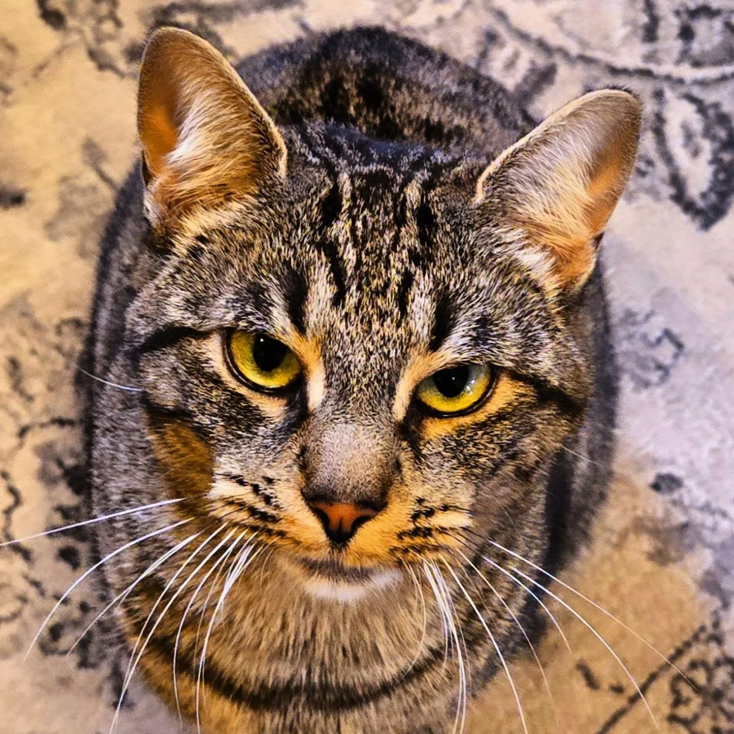 Me ow.
#catsofinstagram #cat