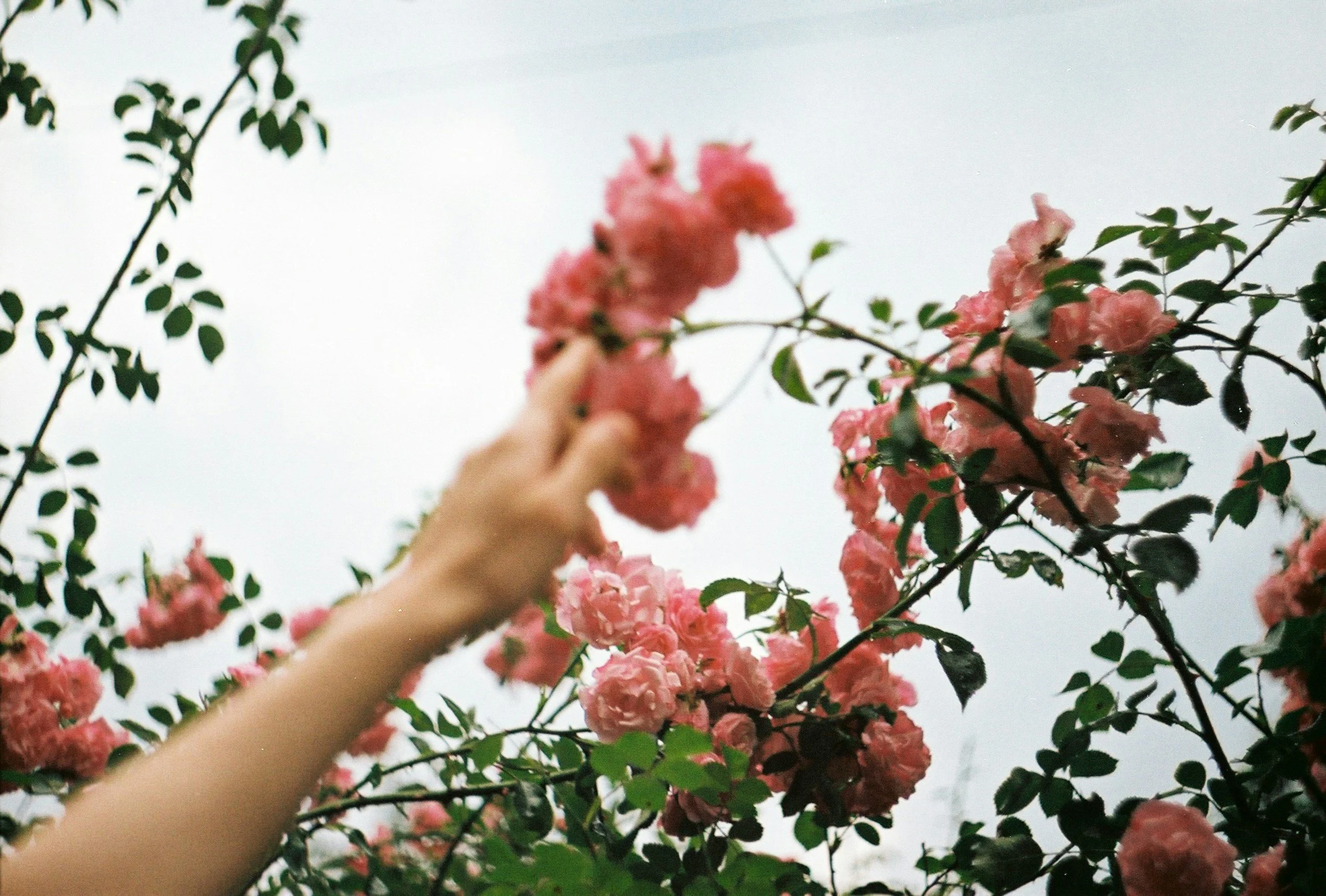 A person extending their hand to touch pink roses on a bush against an overcast sky.