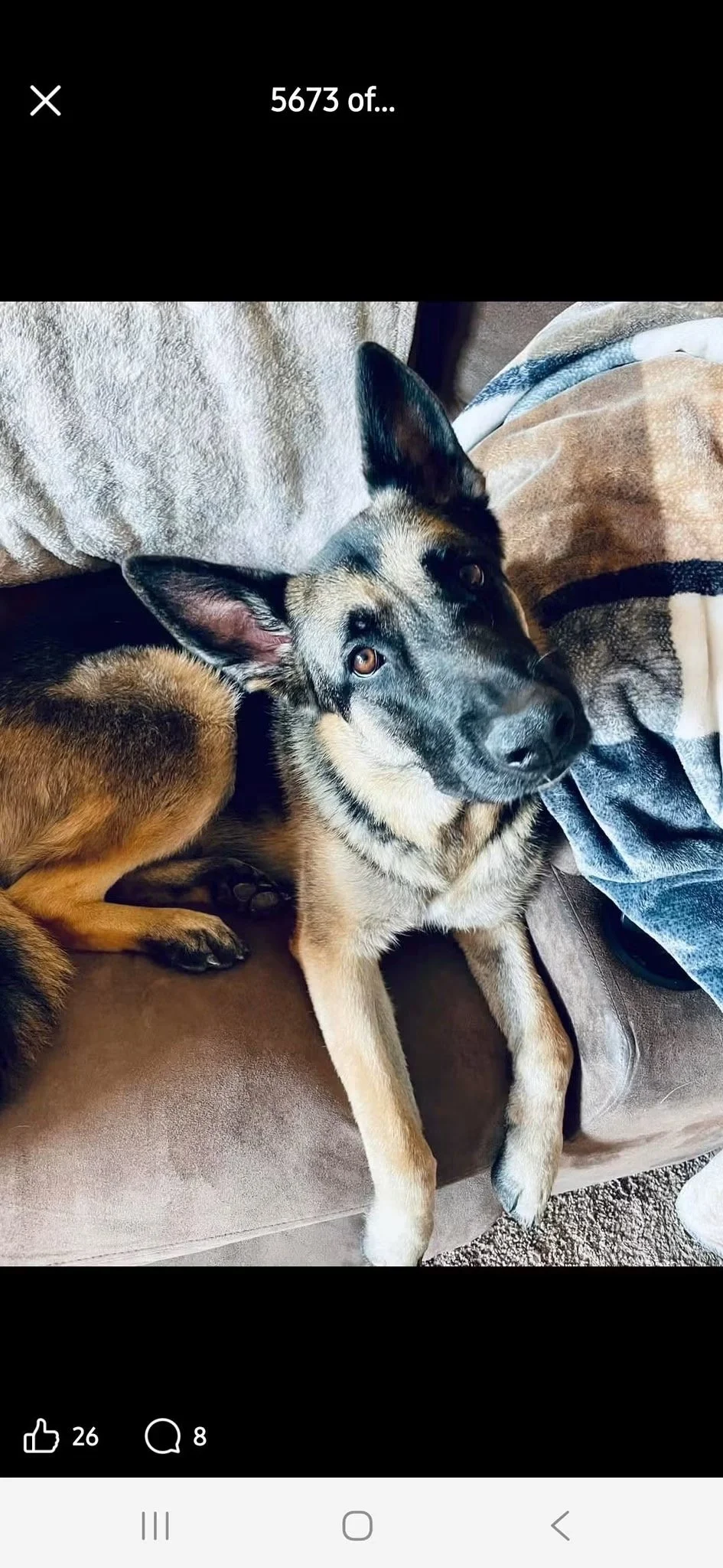 Missing: Kevin, German Shepherd - Coolville Area
